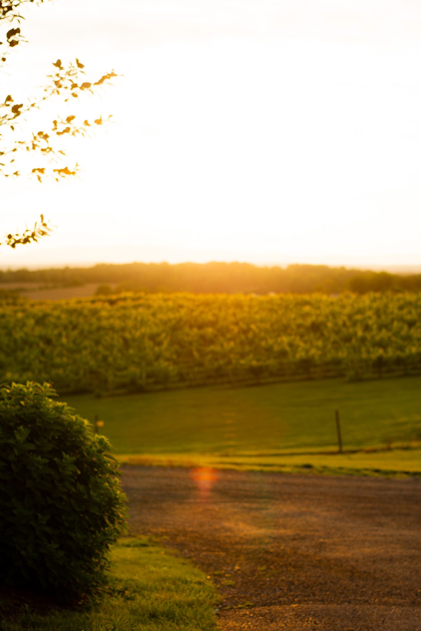 Sunset over Barren Ridge Vineyard.
@addykayphotography 2025.