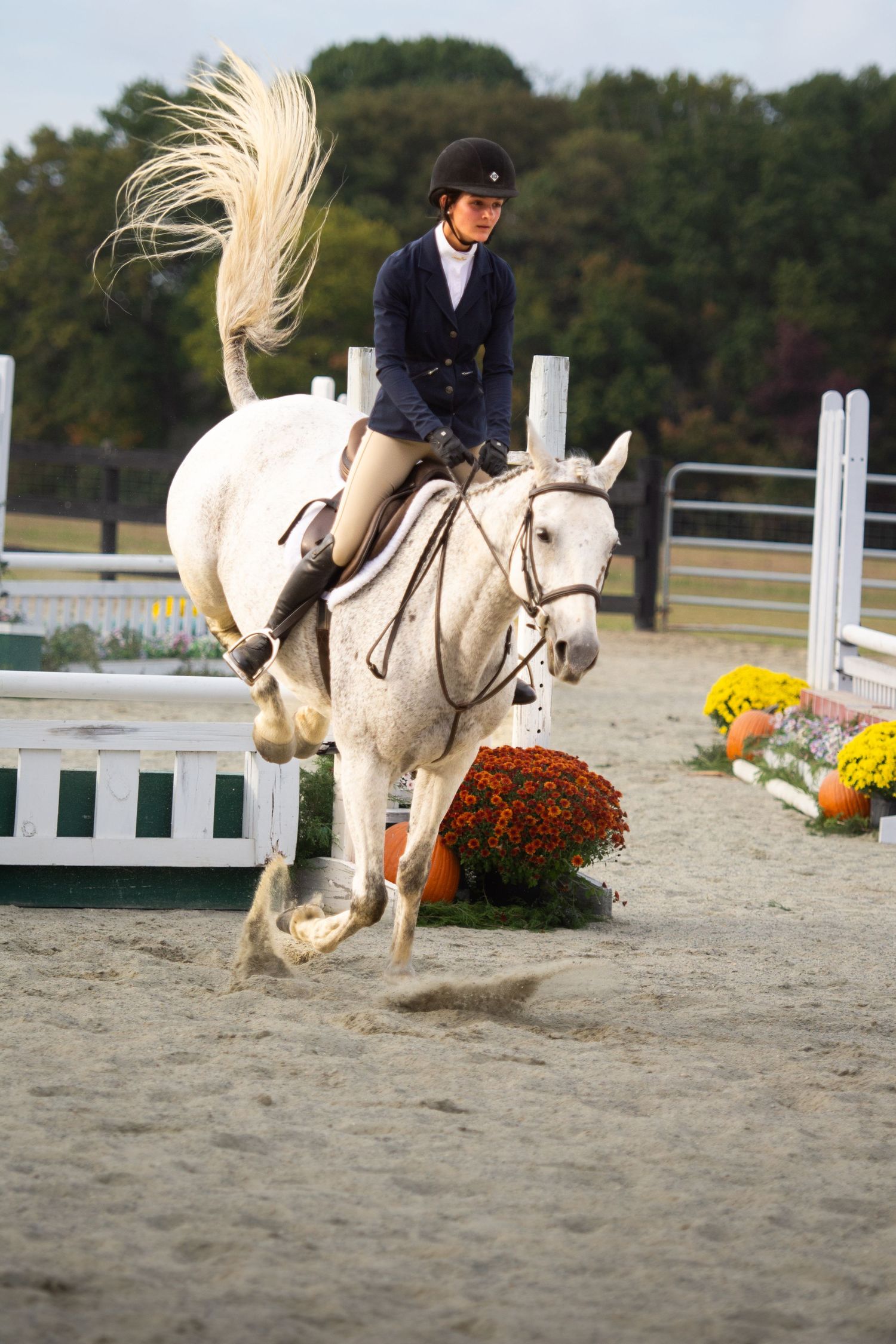 Galloping through obstacles.
@addykayphotography 2025.