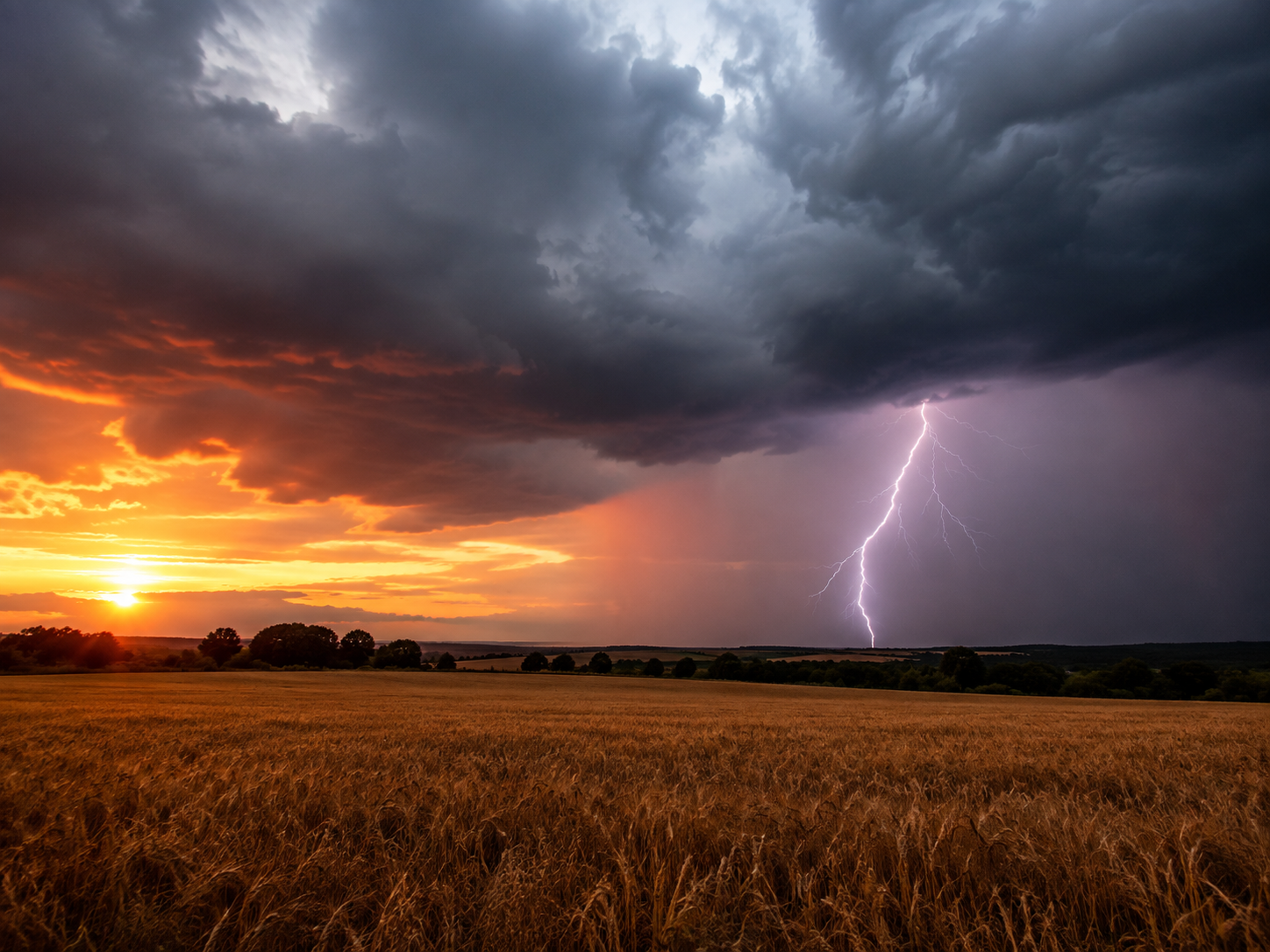 Golden wheat field under dramatic stormy sky with vivid lightning bolt and fiery sunset on the horizon.