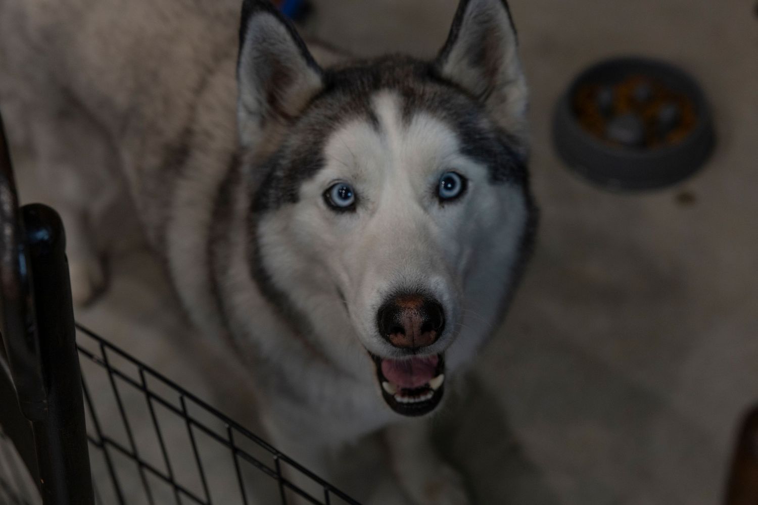 A blue-eyed Siberian Husky dog looks up at the camera with mouth open, standing behind a metal gate indoors.