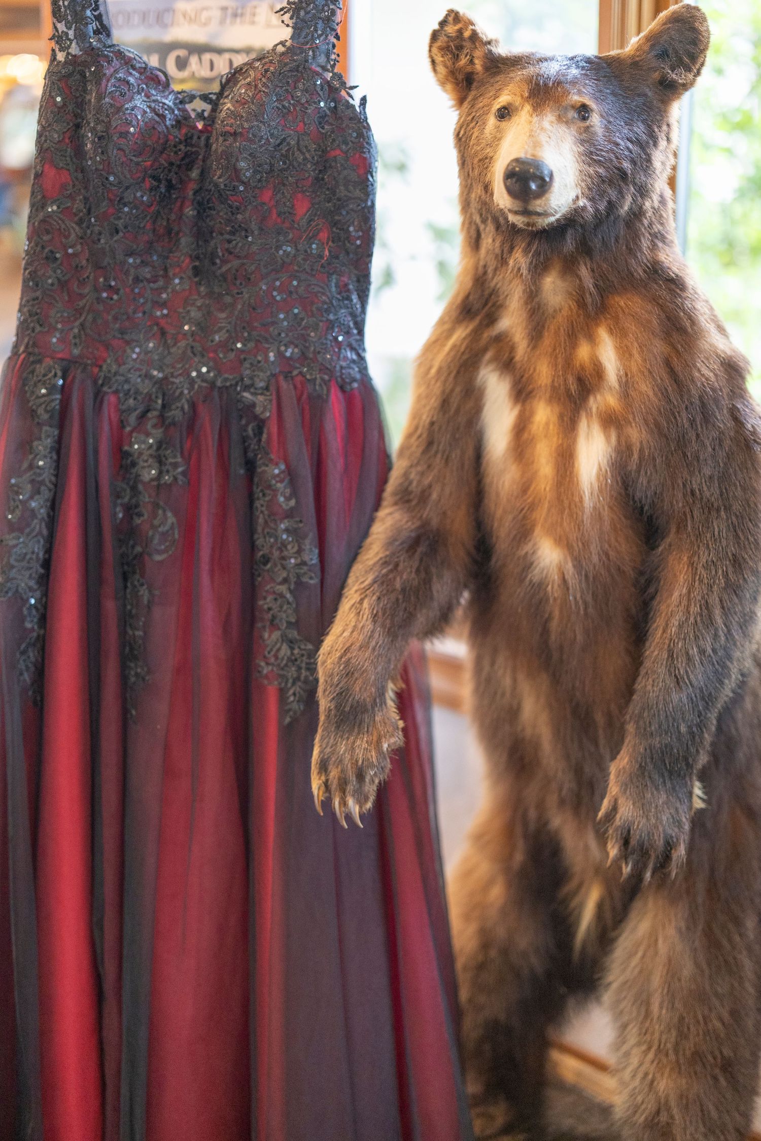 A taxidermied brown bear stands upright next to a burgundy dress display in what appears to be a shop or museum setting.