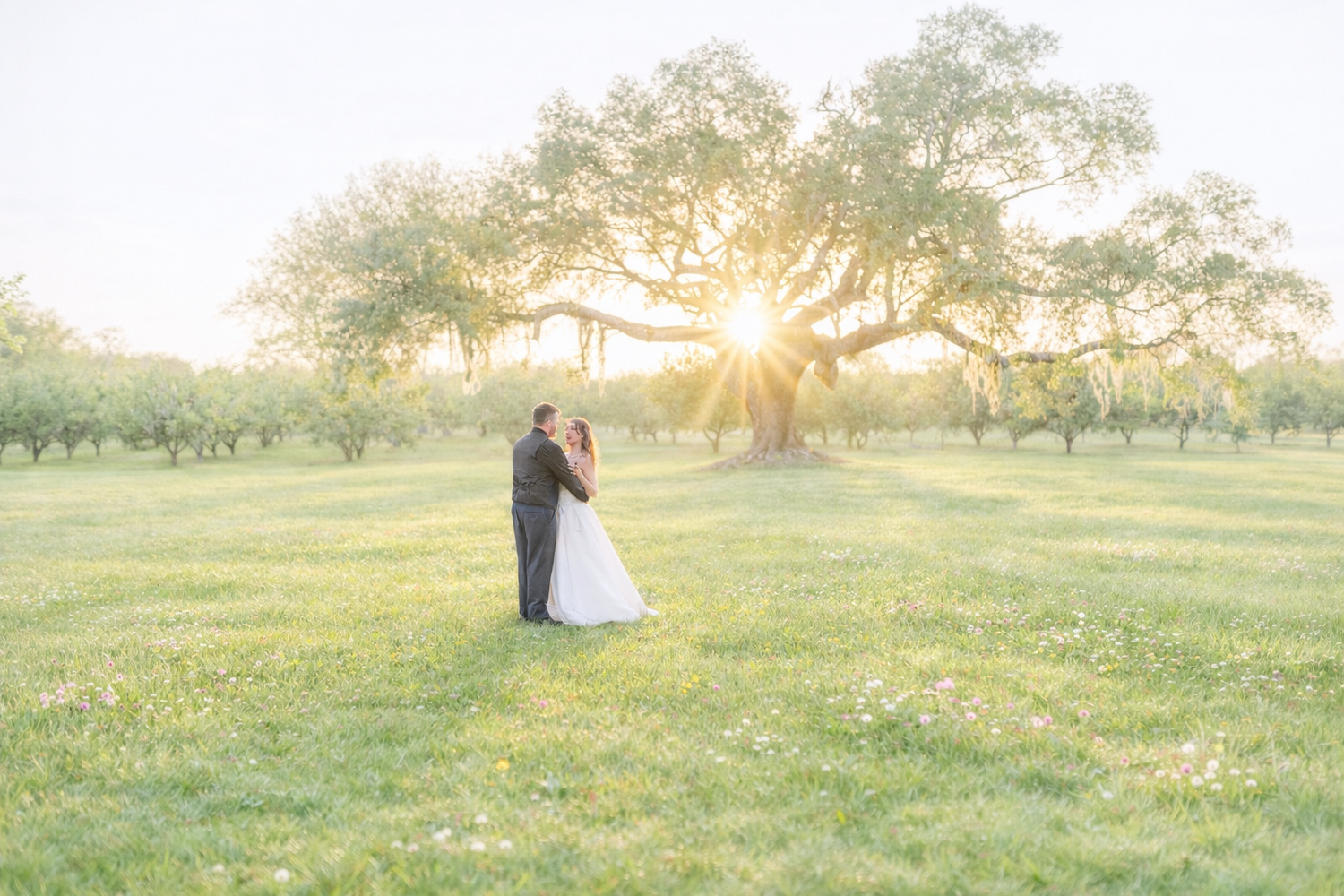 Bride and groom embrace in sunlit meadow beneath a sprawling oak tree at golden hour.