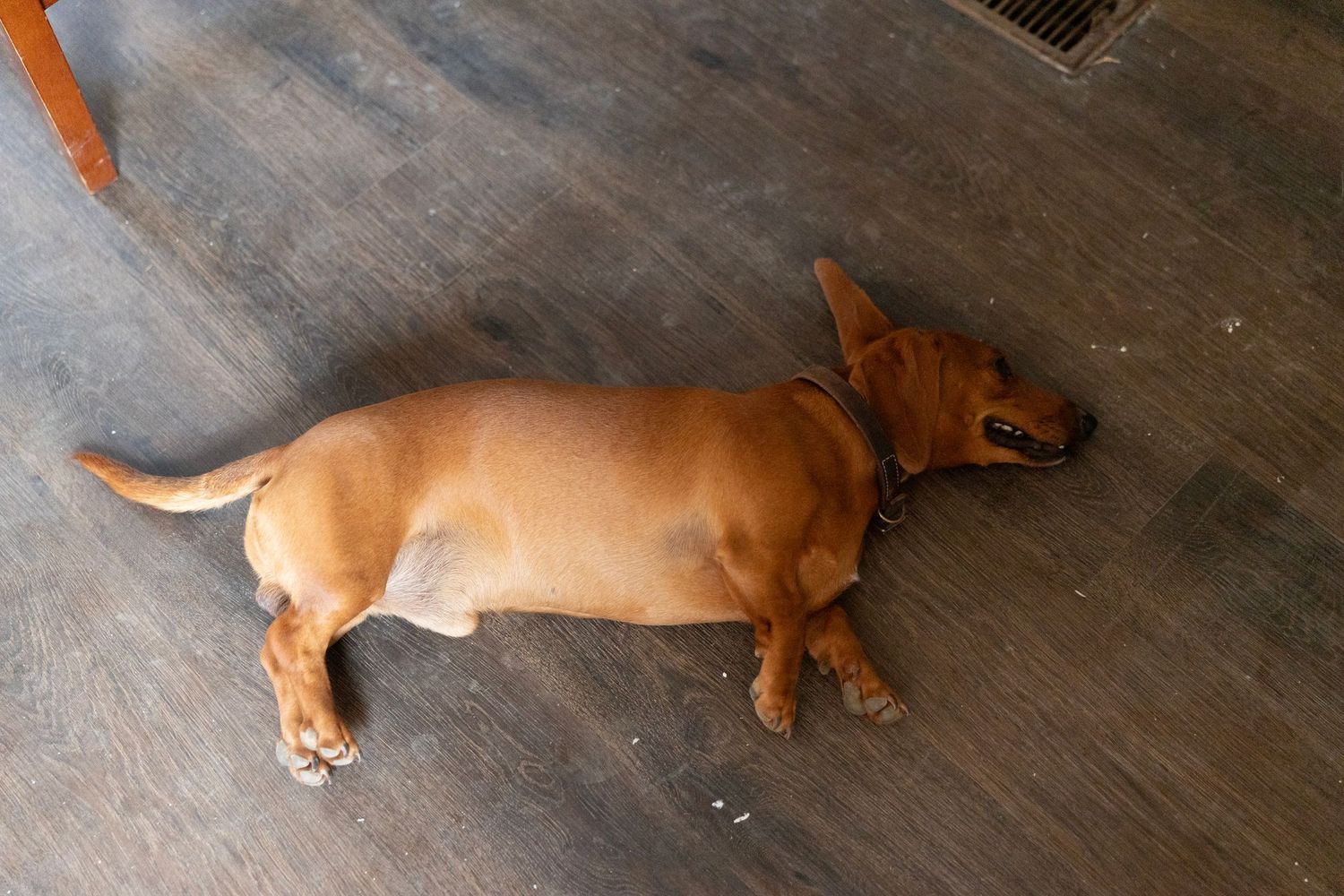 A chubby dachshund dog lying flat on a hardwood floor, stretching out lazily on its side.