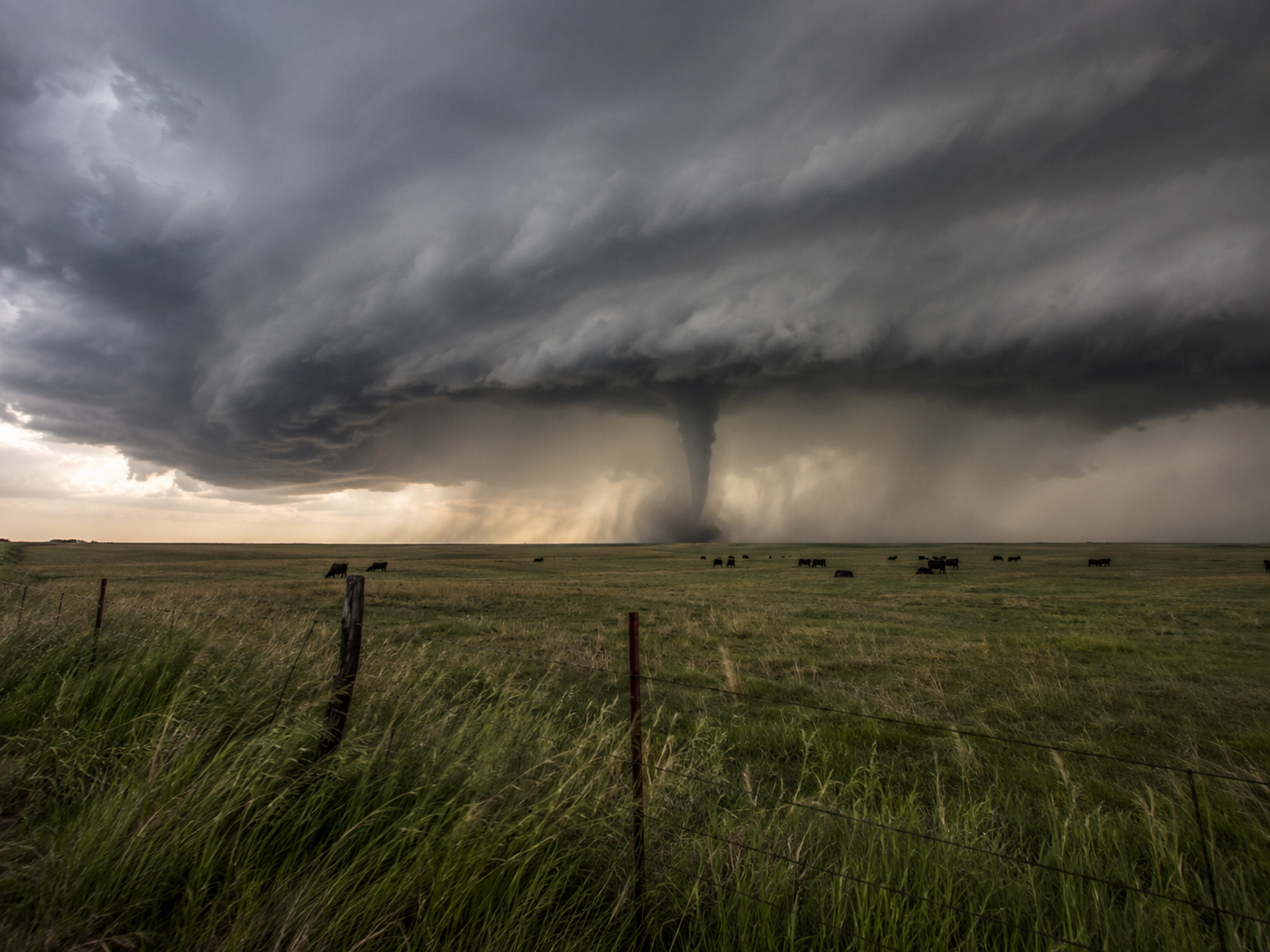 A massive supercell thunderstorm with a tornado touches down over a vast green prairie with cattle grazing nearby.