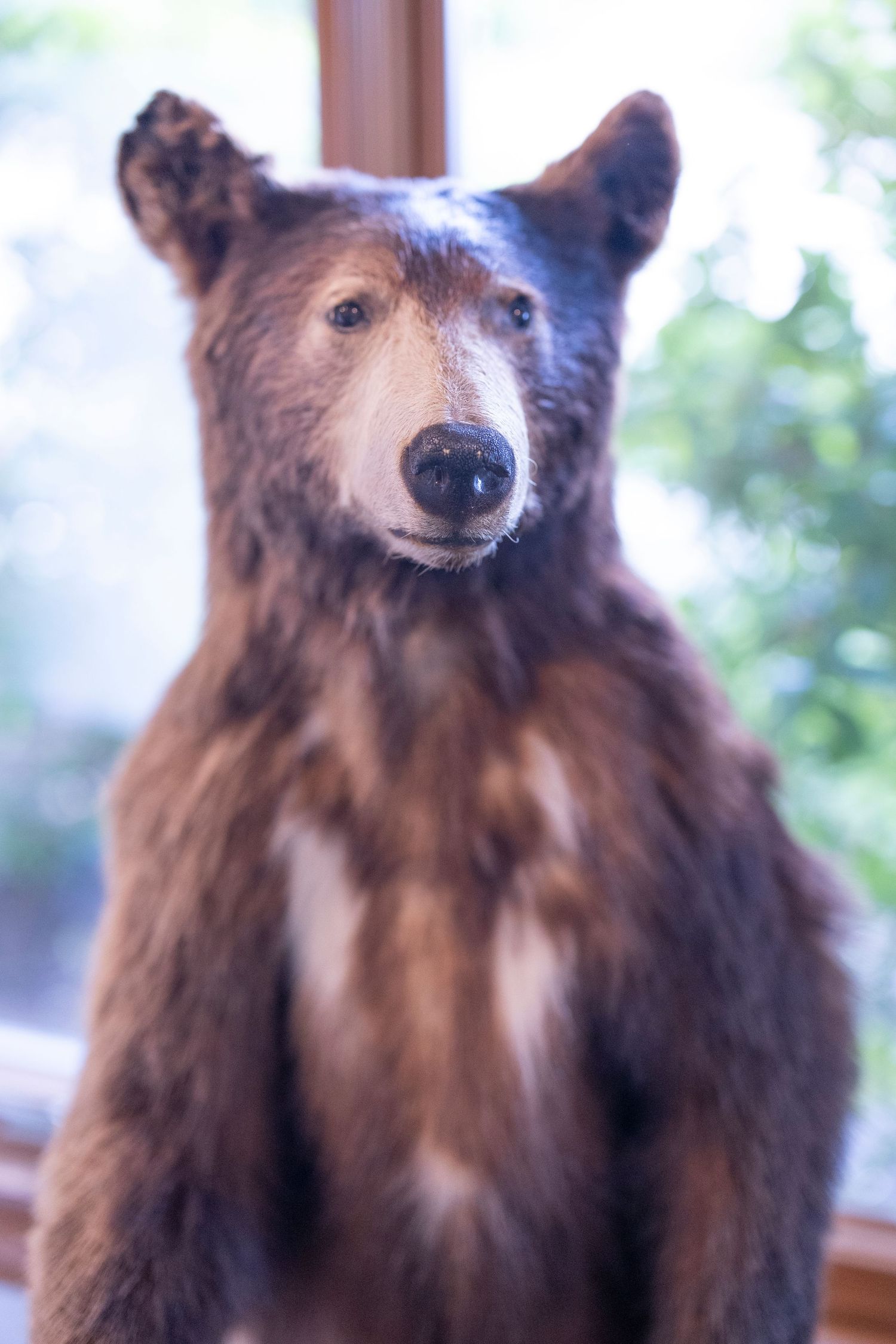 Close-up portrait of a brown bear with thick fur standing against a blurred window background.
