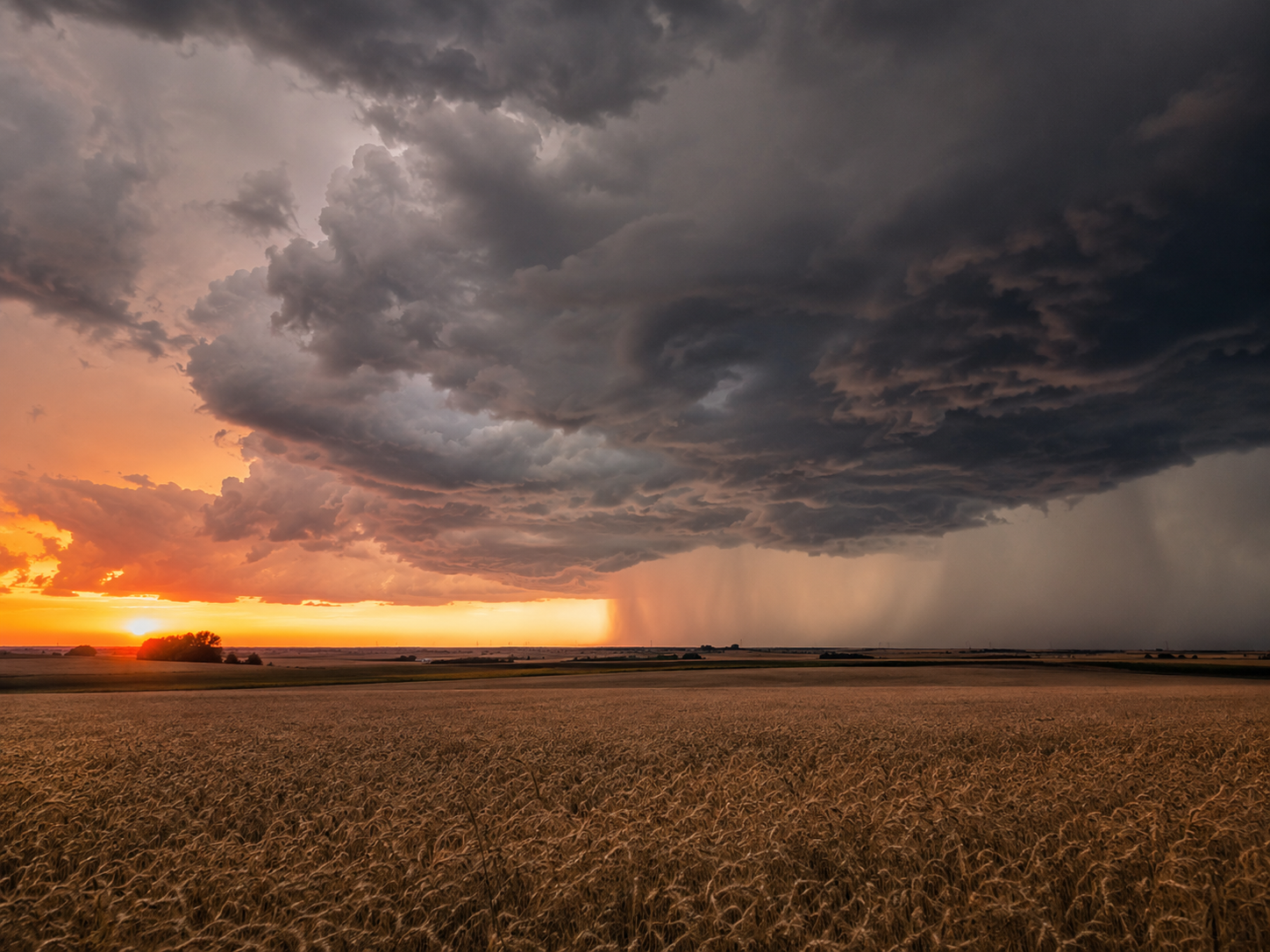 Golden wheat field under dramatic stormy sunset sky with rain curtain and glowing orange horizon.