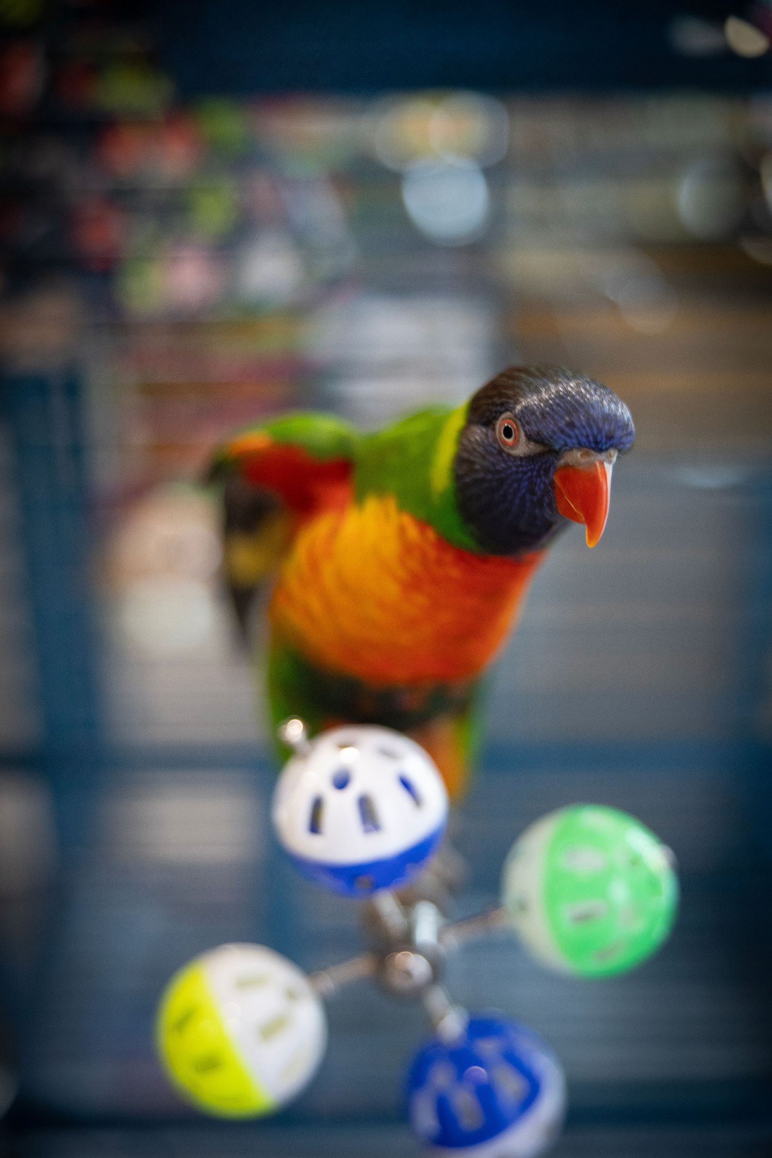 Colorful rainbow lorikeet parrot perched on a toy with colorful balls inside a cage.