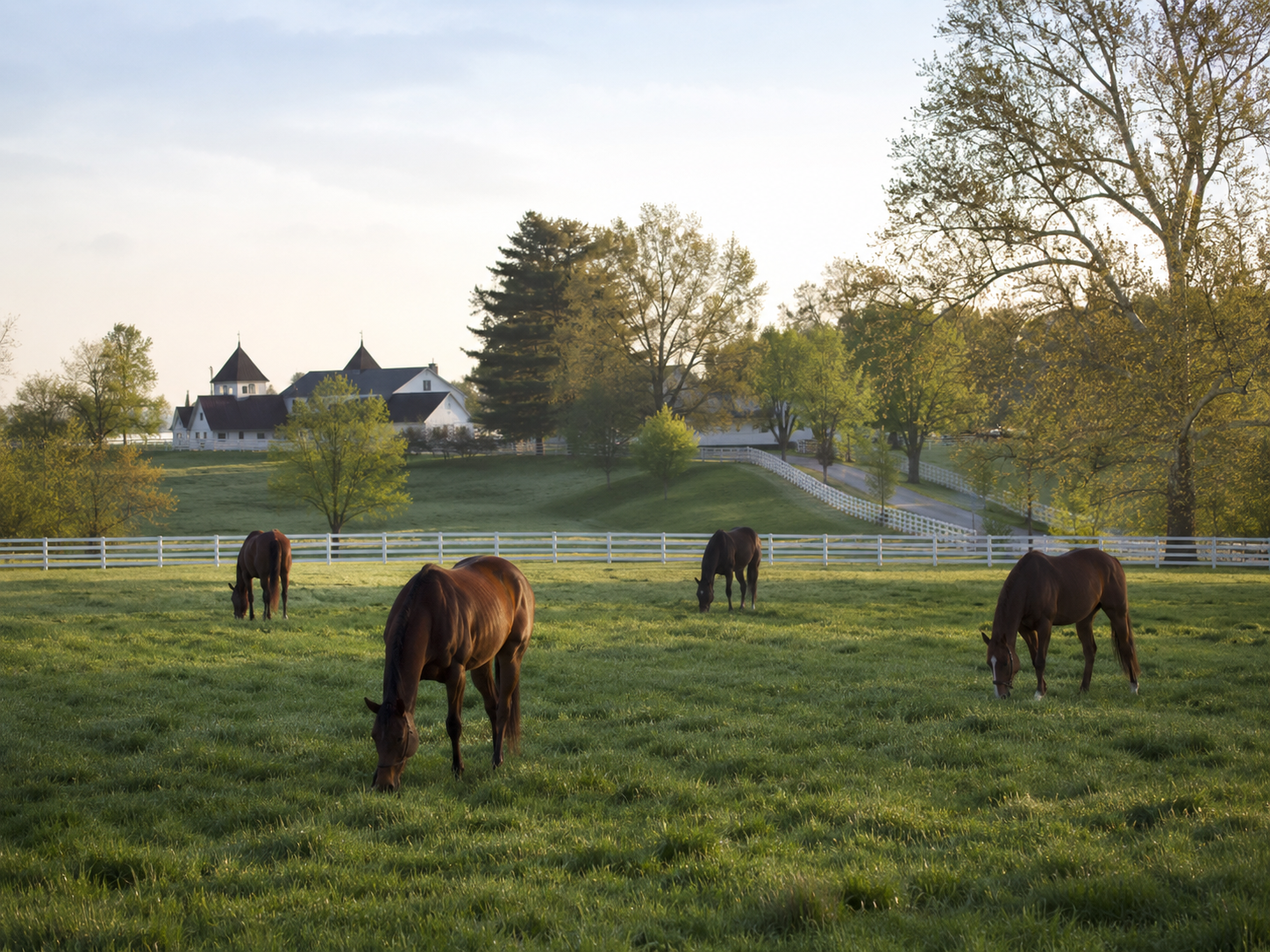 Four brown horses grazing in a lush green pasture with white fences and a farm estate in the background.