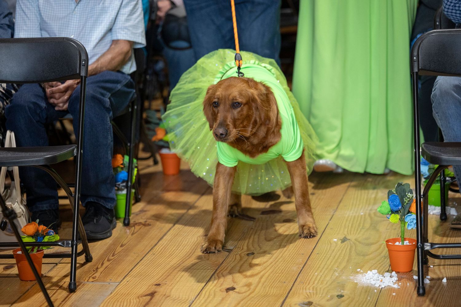 A golden retriever dog wearing a bright green tutu costume stands on a wooden floor at an indoor event.