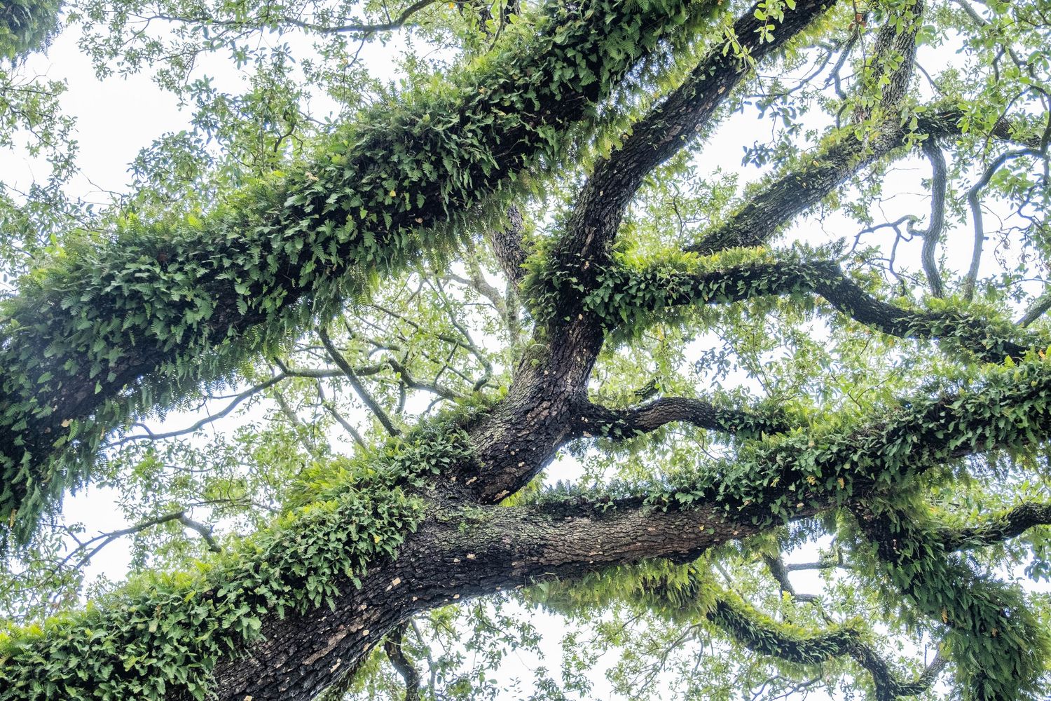 Large oak trees with sprawling branches creating a natural canopy overhead.