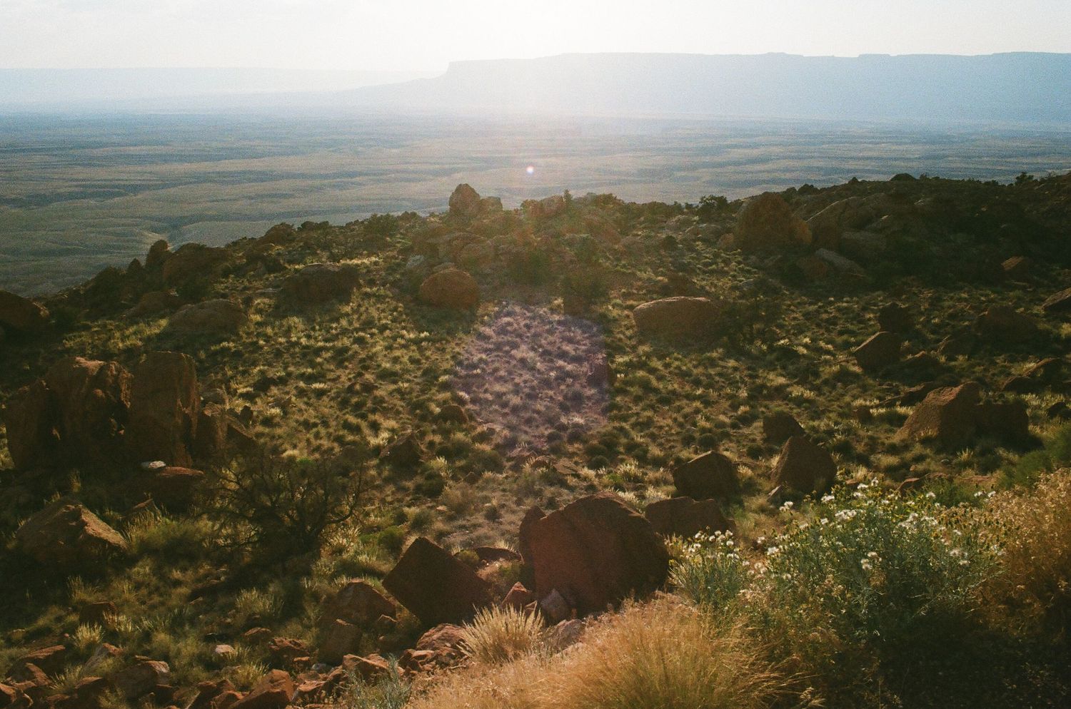 Sweeping desert vista with scattered wildflowers and rocky terrain stretching to distant mountains.