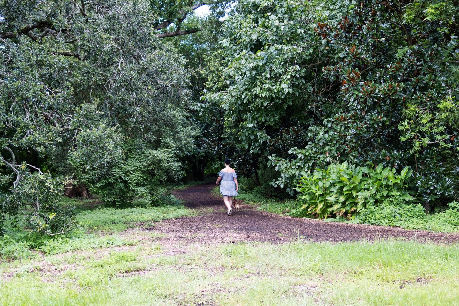 Wooded trail path surrounded by lush green foliage and trees.