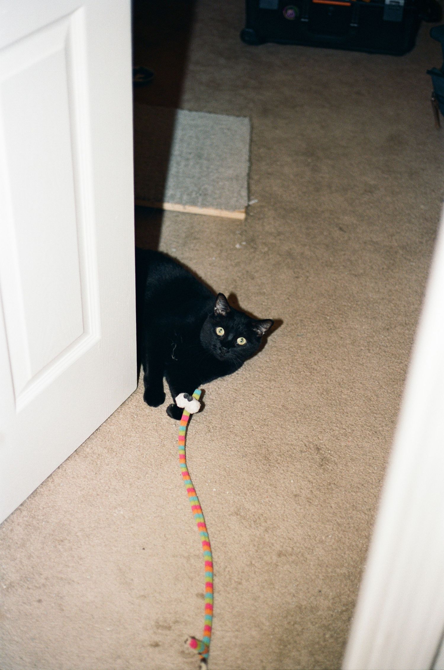 Black cat curiously investigates a line of red dots on a beige carpet.