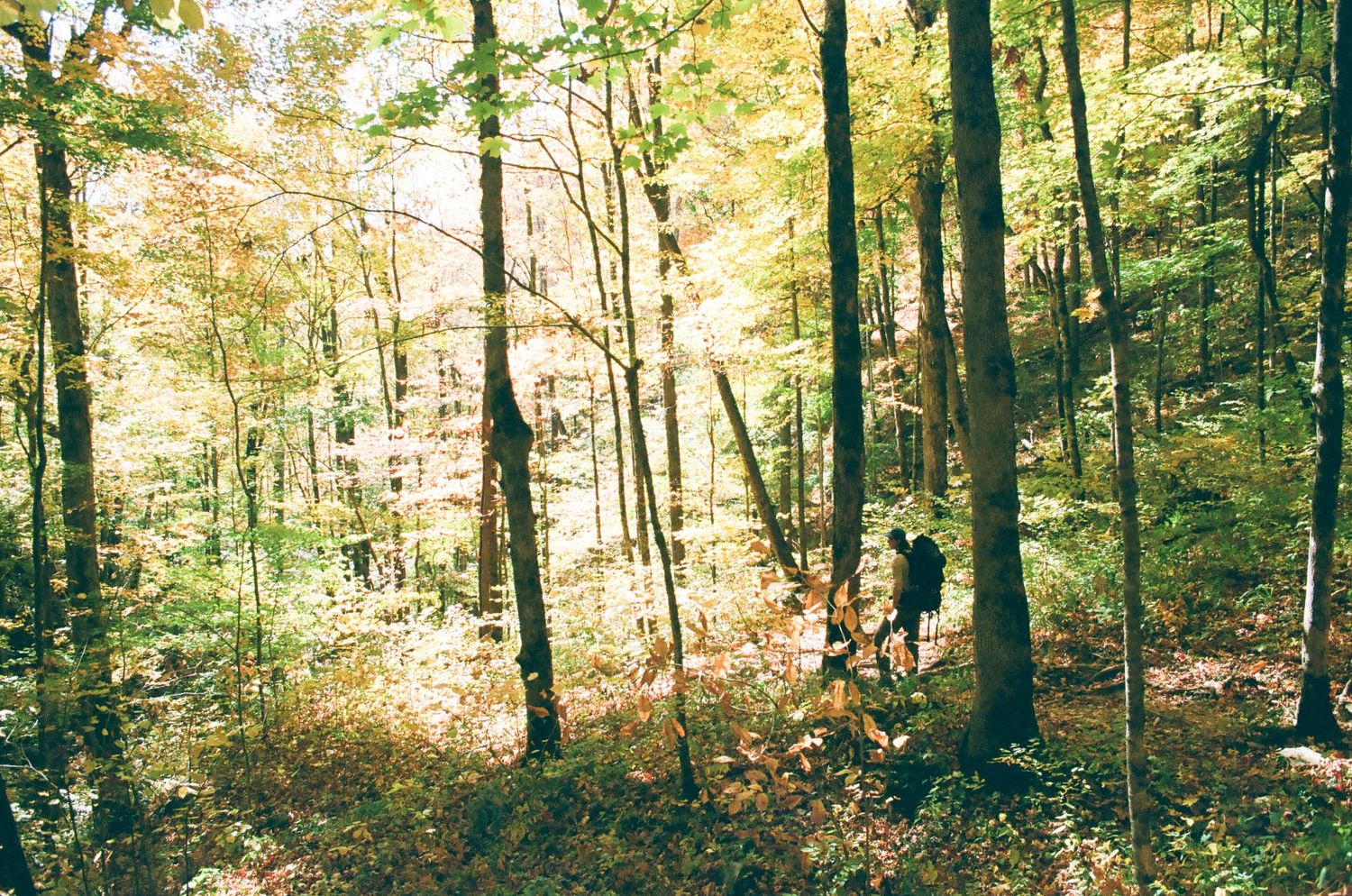 Sunlit forest path through autumn trees creating a golden archway.