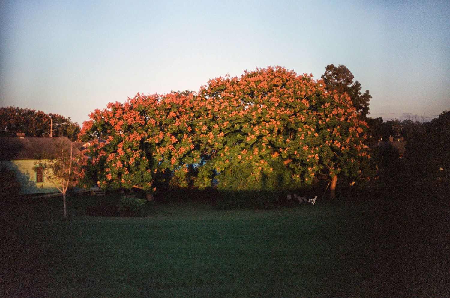 Large flowering bush with orange blossoms at sunset in a garden setting.