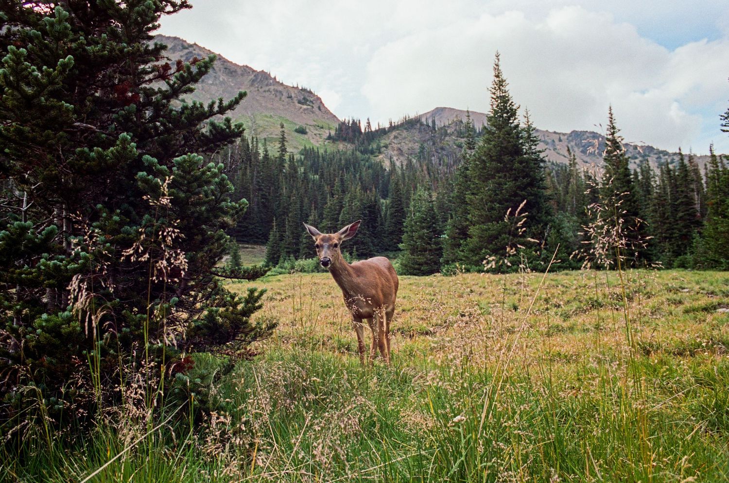 Mountain meadow with grazing elk against a backdrop of rugged peaks and evergreen forests.