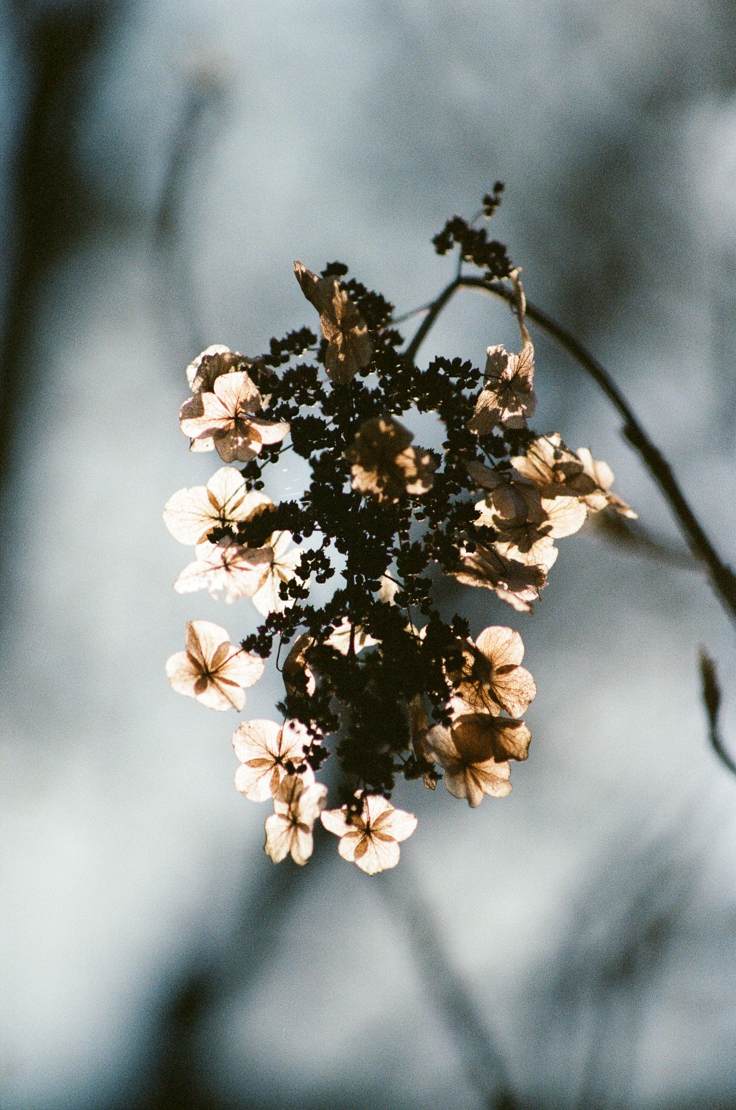 Delicate white cherry blossoms backlit against a soft blue sky.