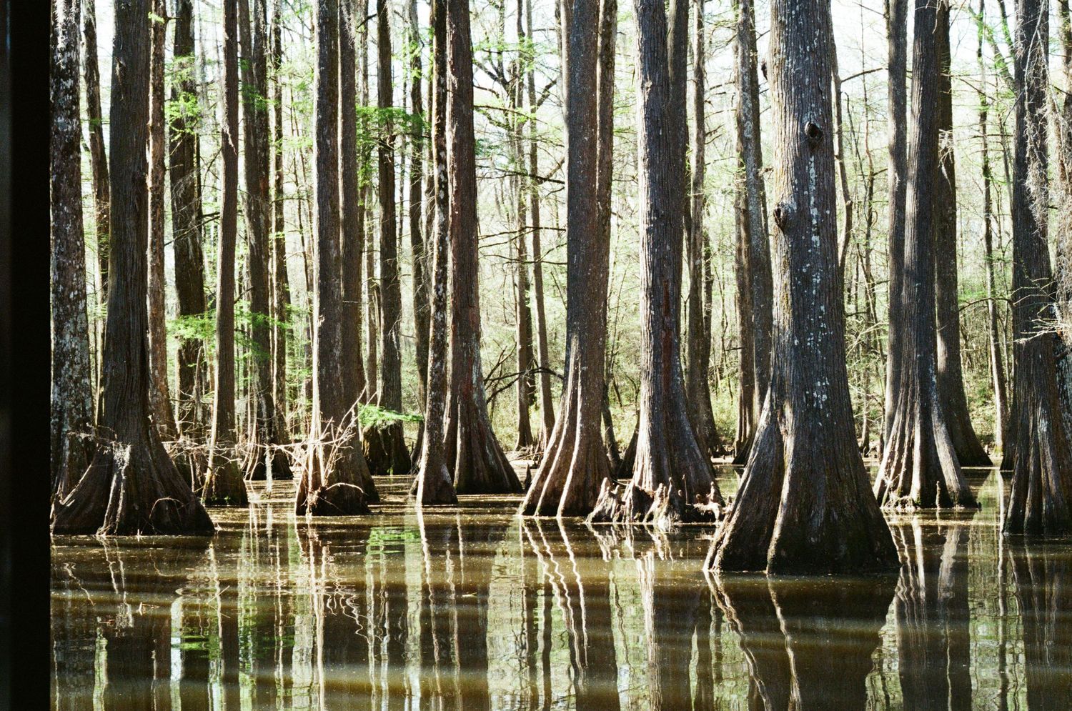 Serene cypress swamp with tall trees reflected in still dark waters creating a mirror-like effect.