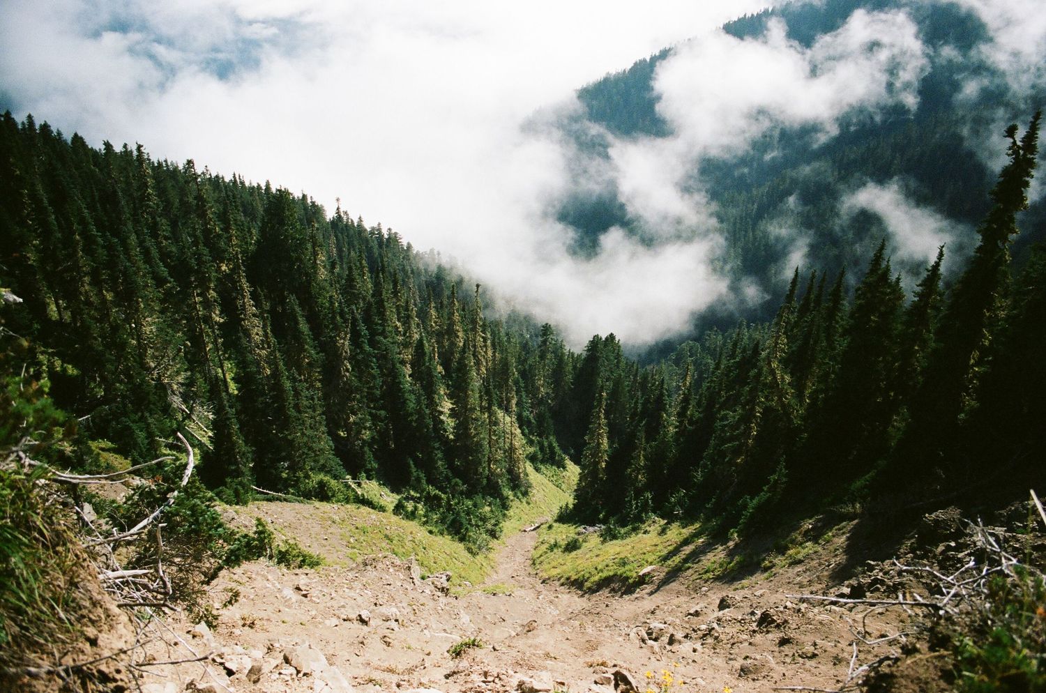 Misty mountain landscape with evergreen forests and dramatic cloud cover.