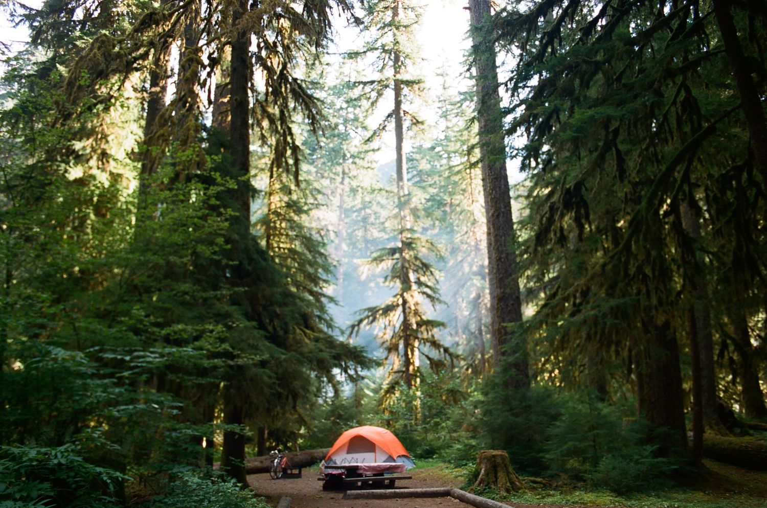 Orange tent glows in a misty forest surrounded by towering evergreen trees.