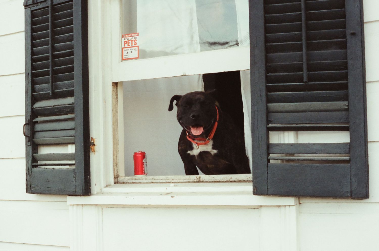 White building with black shutters and a dog visible in the window.