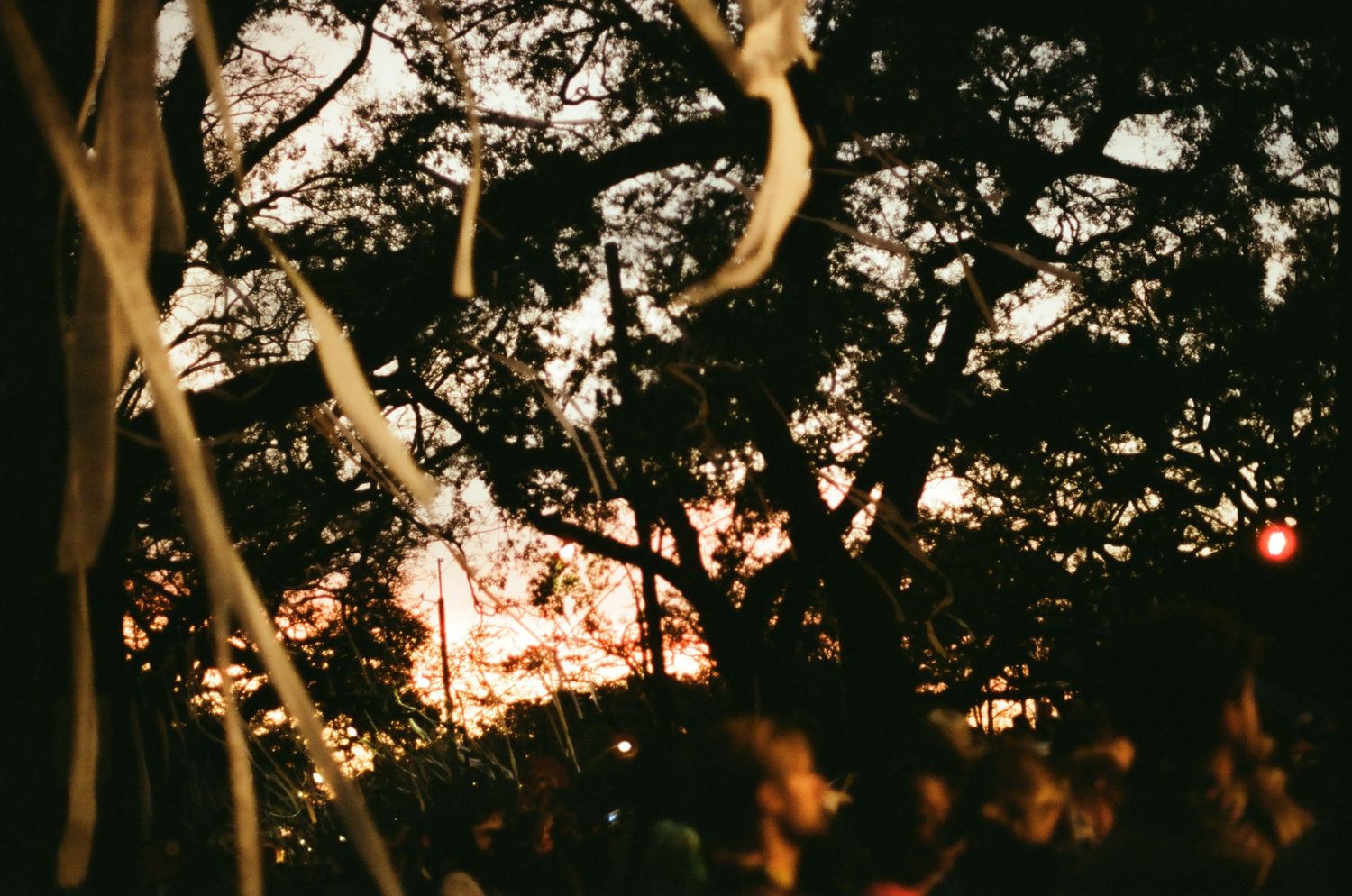 Silhouetted trees against a dusky sky create a dramatic natural backdrop.