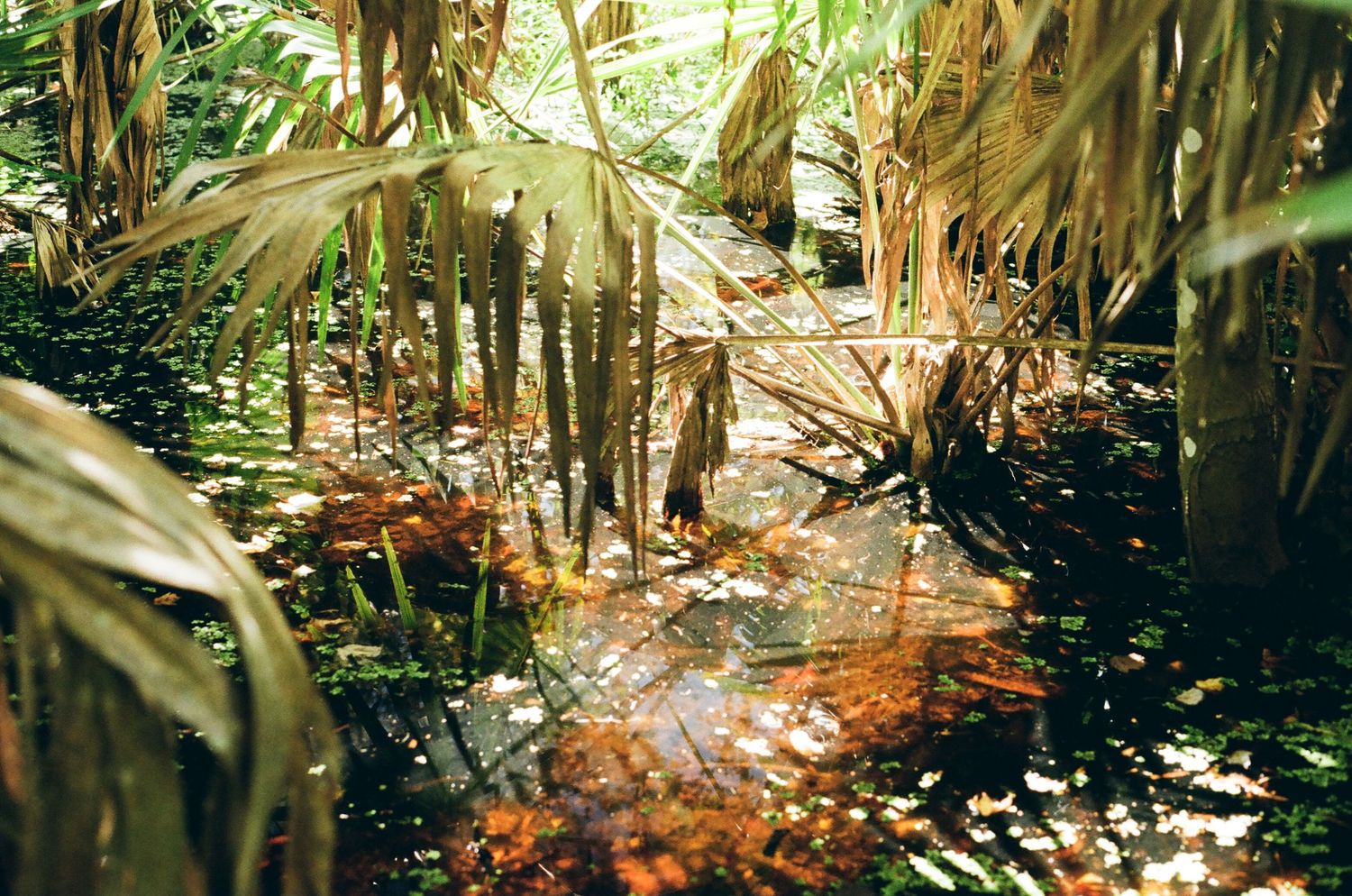 Sunlit forest path with golden light filtering through dense tropical foliage.