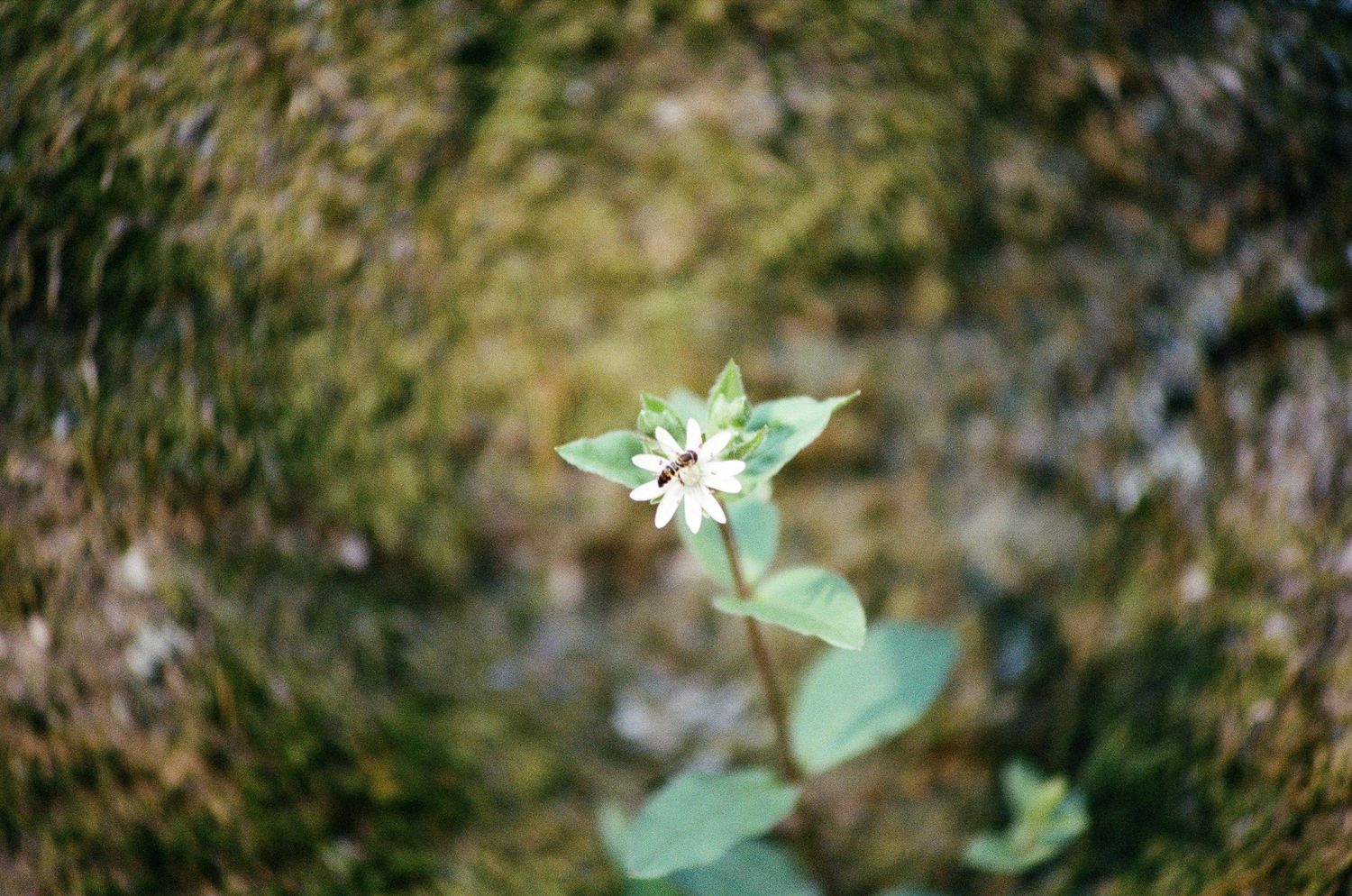 Close-up of small green leaves and plants in soft focus.