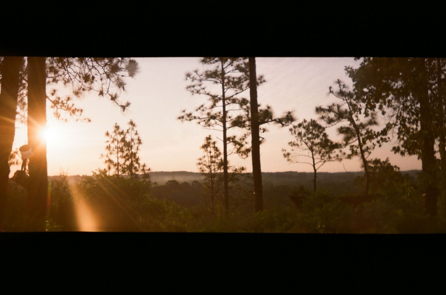 Silhouetted pine trees against a golden sunset sky.