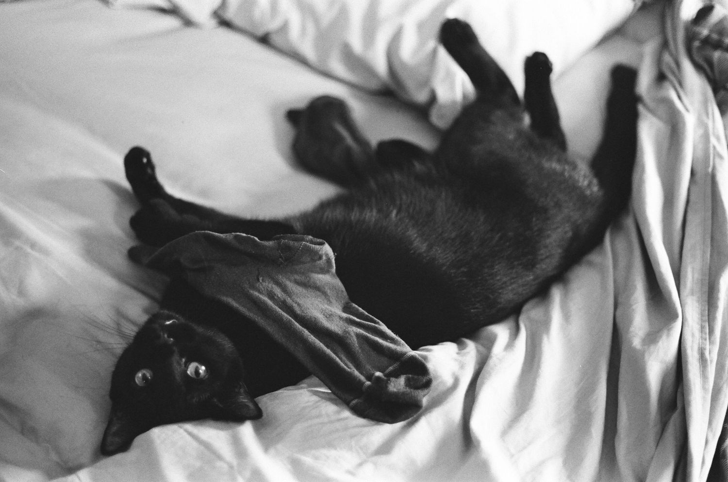 Black cat lounging on white bedding shown in multiple candid poses.