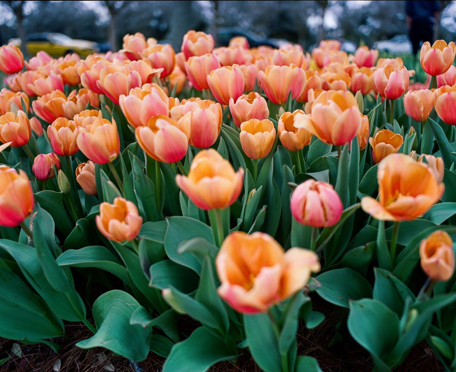Vibrant orange and peach tulips blooming in a garden bed with green leaves.