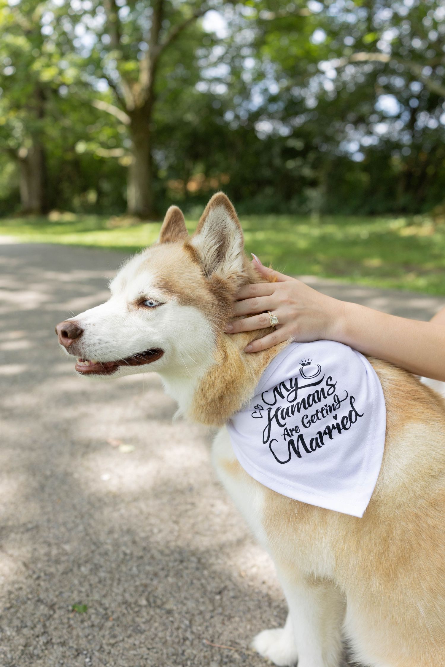 Husky dog wearing a white bandana reading My Humans Are Getting Married outdoors in a park setting.