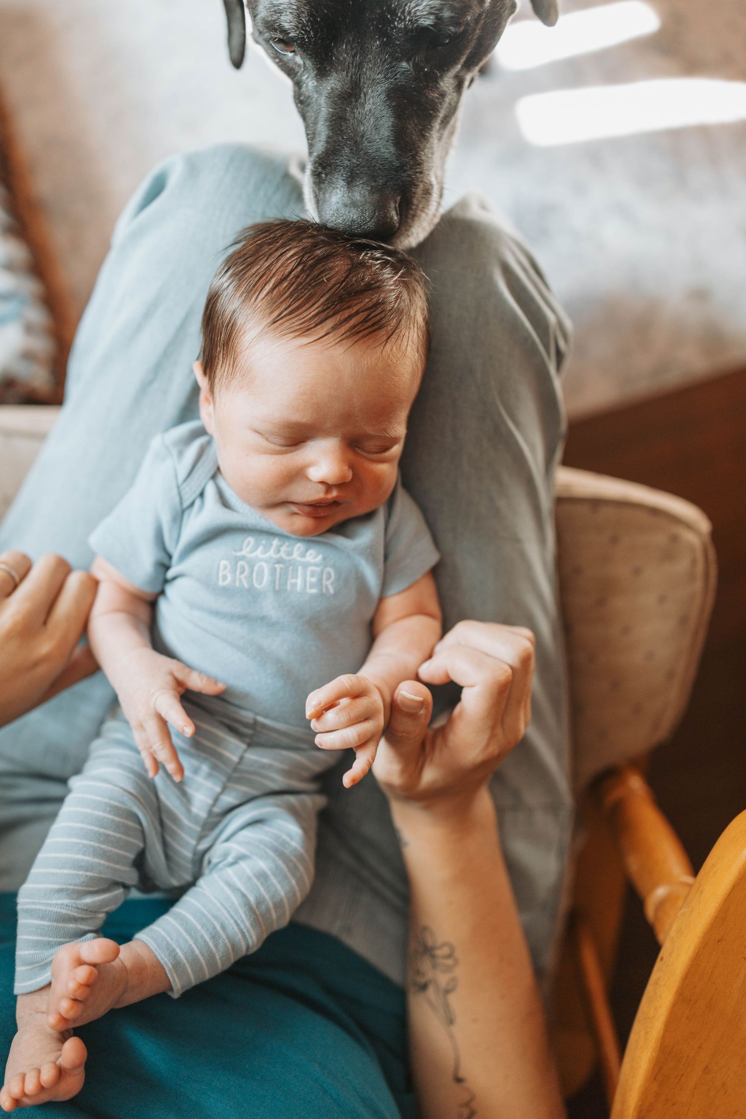 Newborn baby in a blue Little Brother onesie sleeping peacefully while a Great Dane sniffs the infant.
