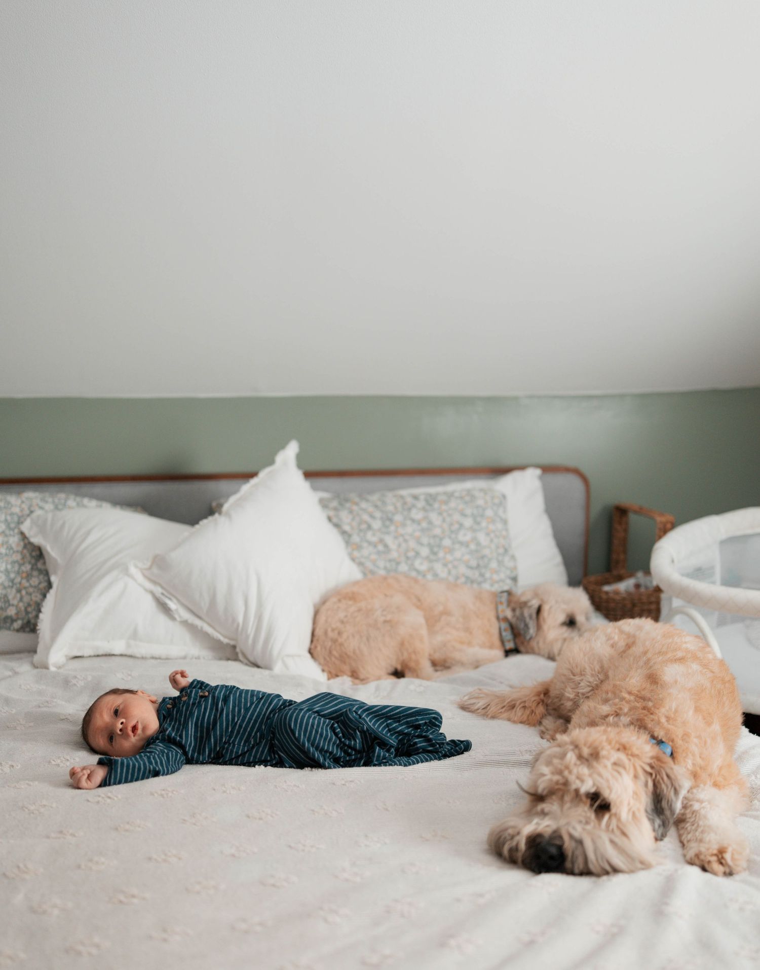A small child lies on a bed alongside two fluffy dogs napping together on white bedding.