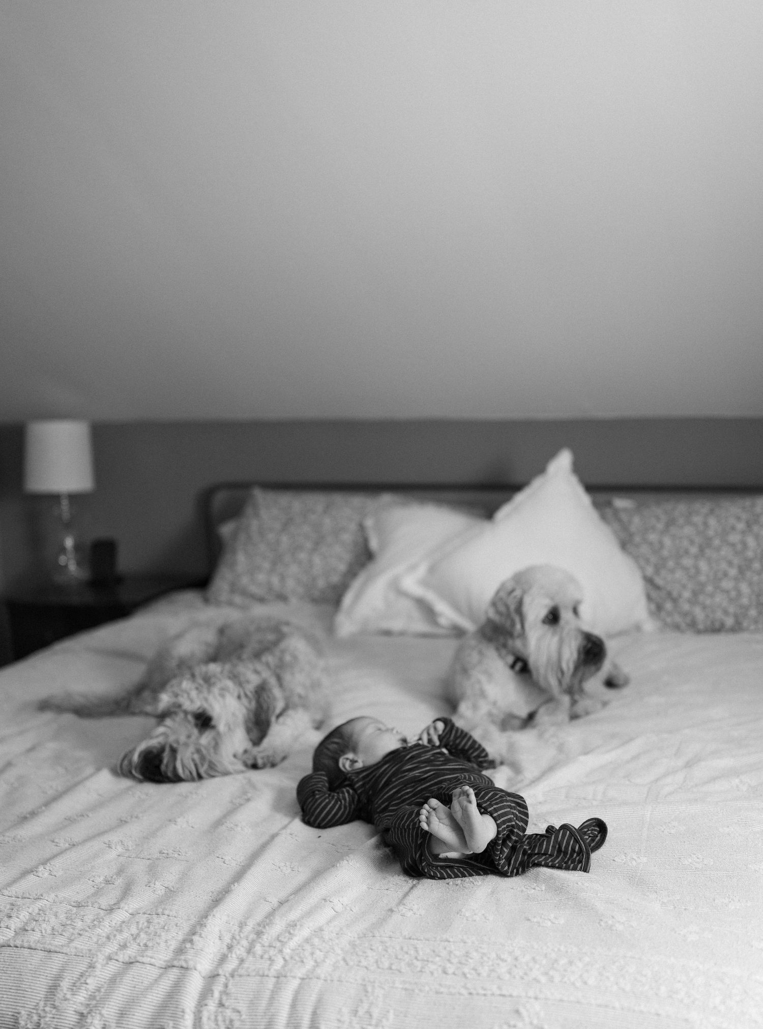 Two small dogs lounging on a white bed with a stuffed animal toy in black and white photography.
