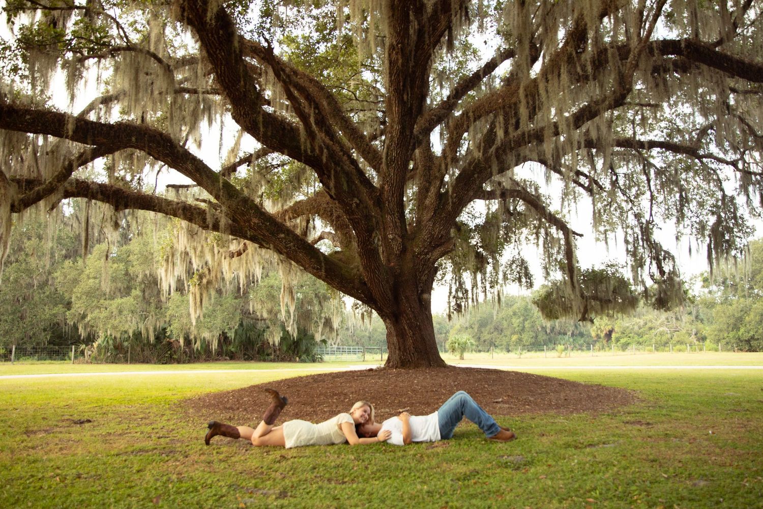 A panoramic view of majestic live oak trees with Spanish moss draping their branches in a serene Southern landscape.