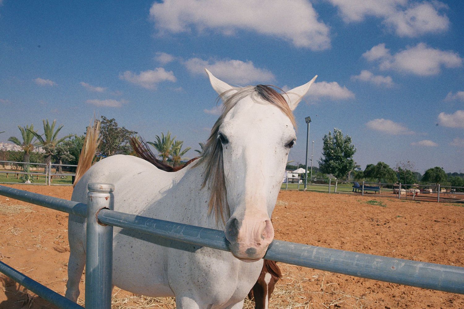 A beautiful white horse standing at a metal fence in a sandy paddock under a blue sky with clouds.