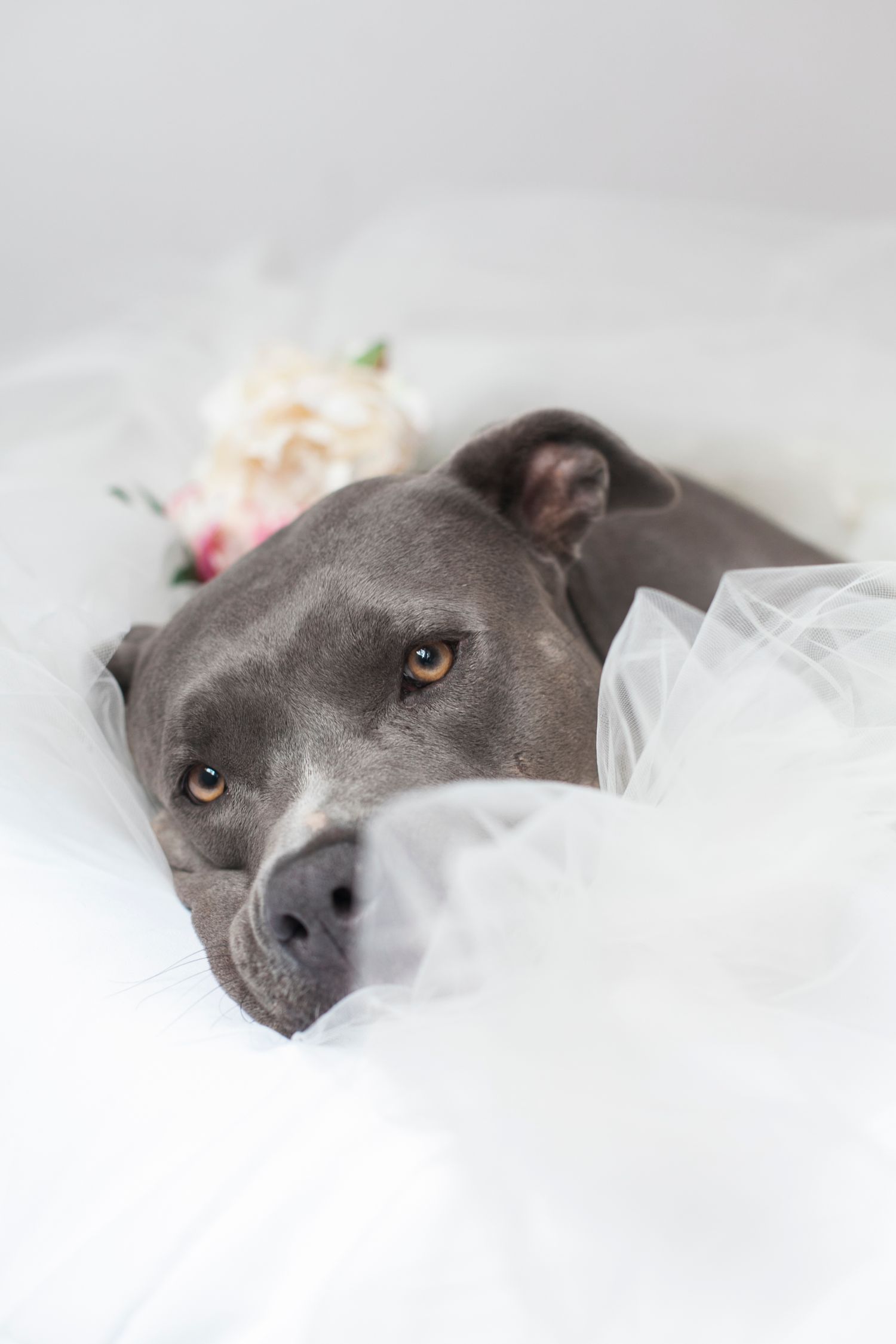 Gray dog's face partially hidden behind soft white fabric with amber eyes visible.