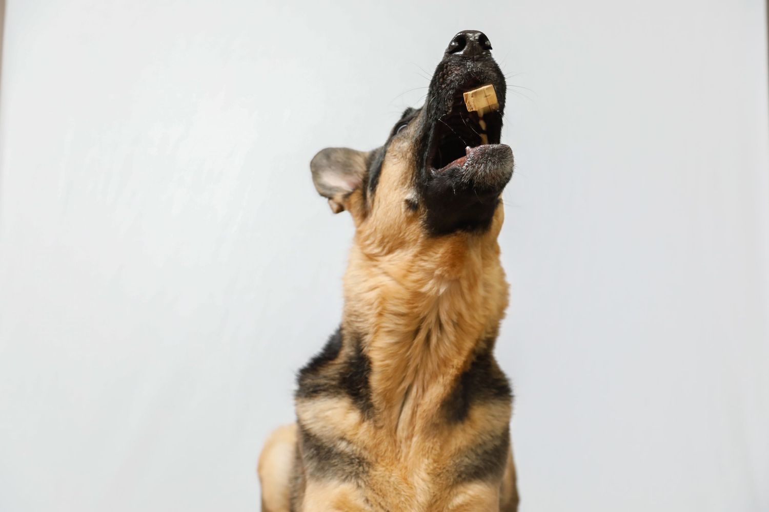 German Shepherd dog looking up with open mouth against white background.