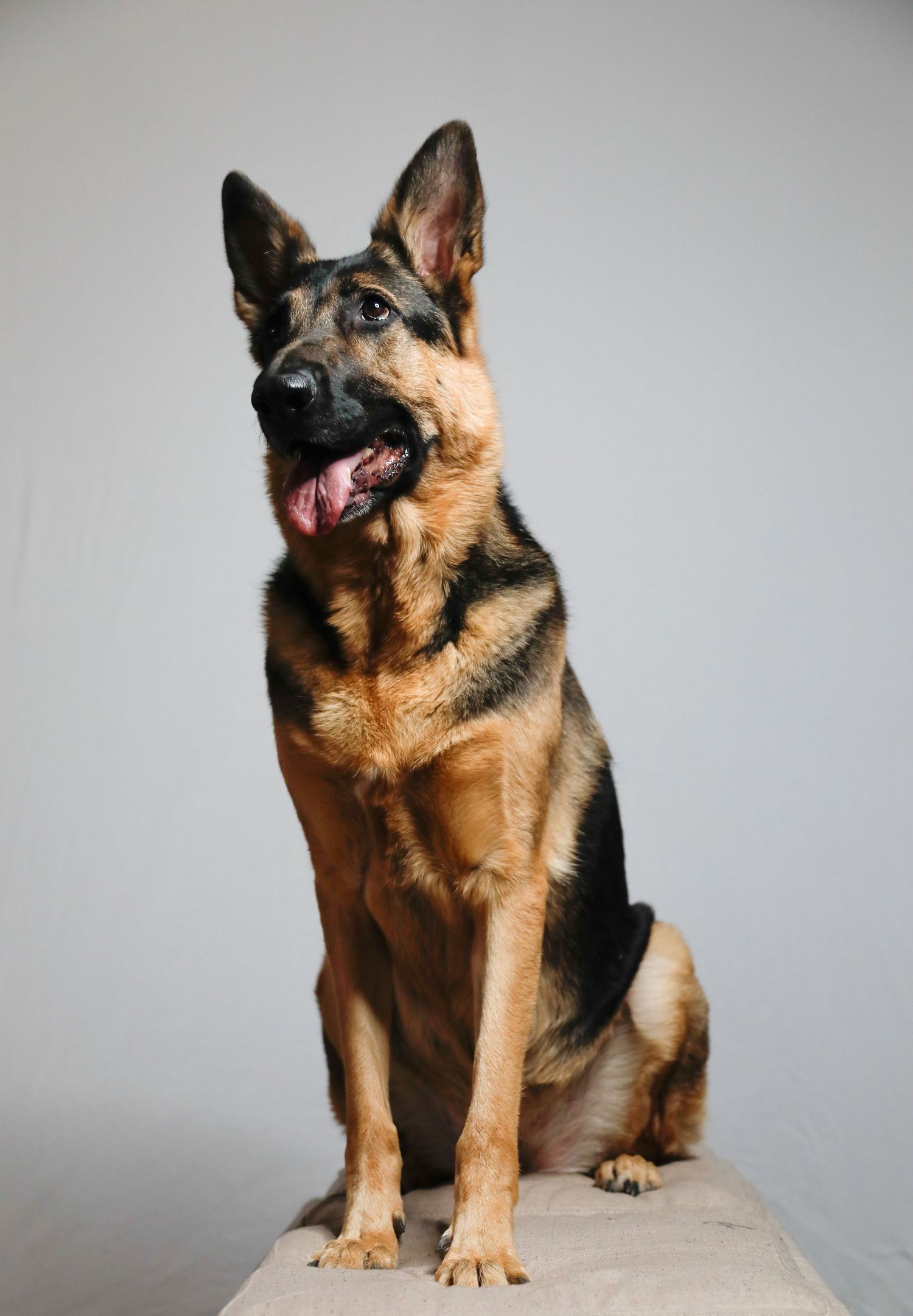 German Shepherd dog sitting alert with attentive expression against gray background.