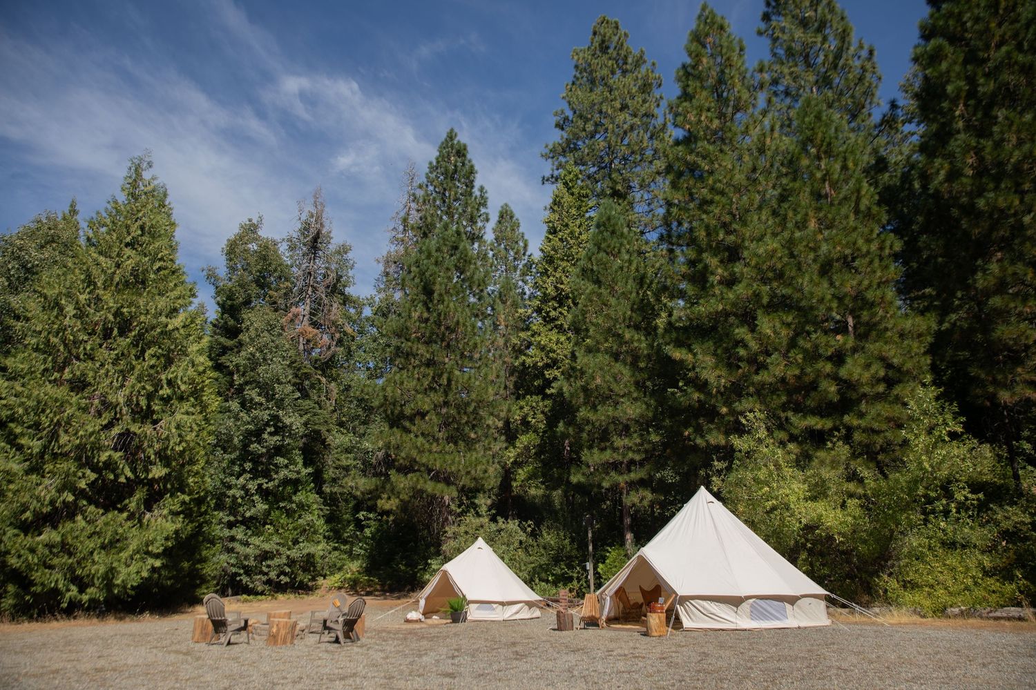 Two white glamping tents set up in a clearing surrounded by tall evergreen trees.