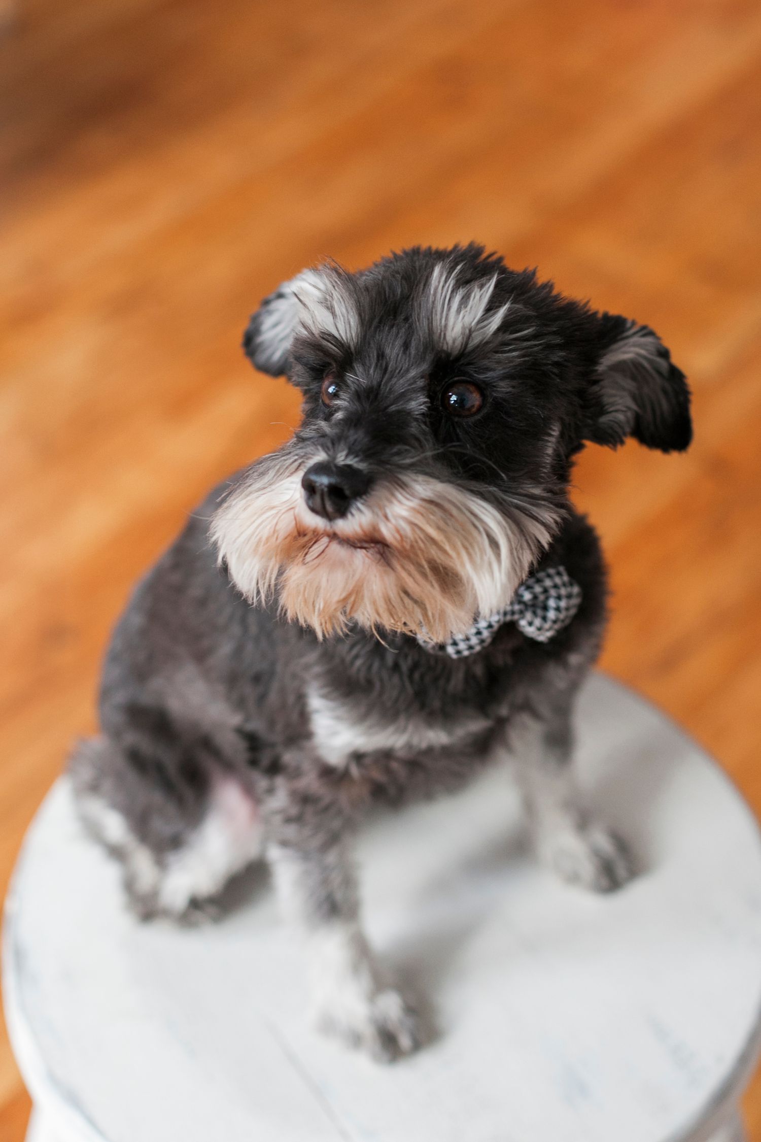 Small gray and white schnauzer dog sitting on elevated white platform in multiple poses.