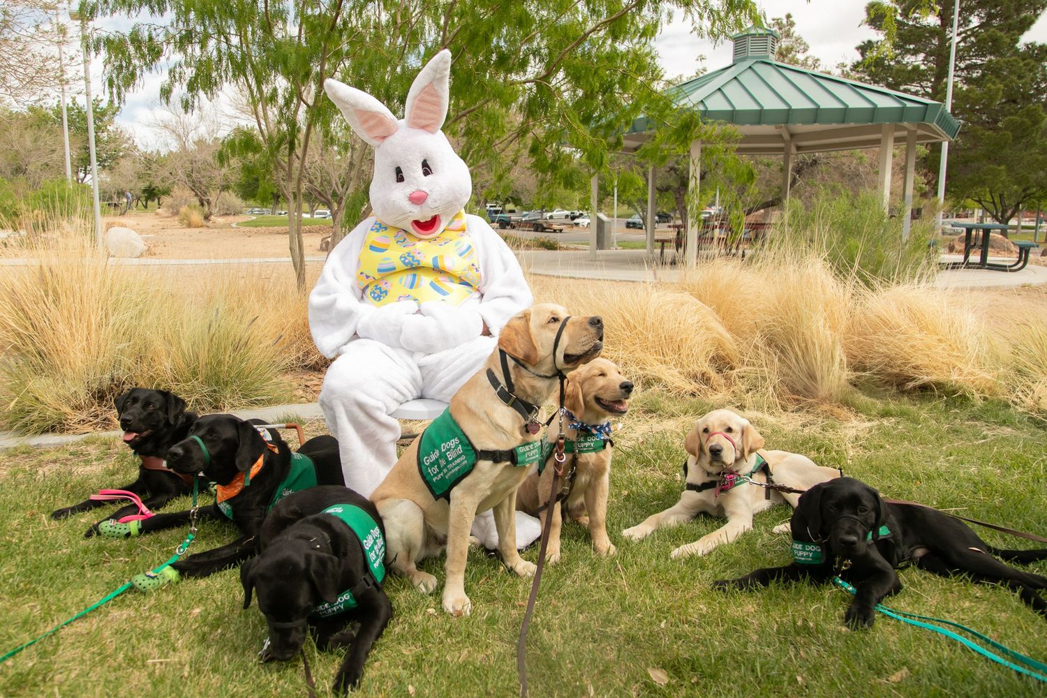 Easter Bunny mascot poses with five service dogs wearing green vests in a park setting.