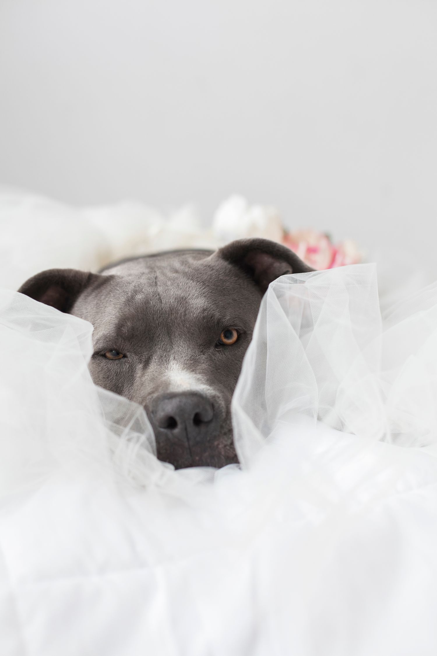 Close-up portrait of a gray dog peeking through white fabric in artistic photography style.