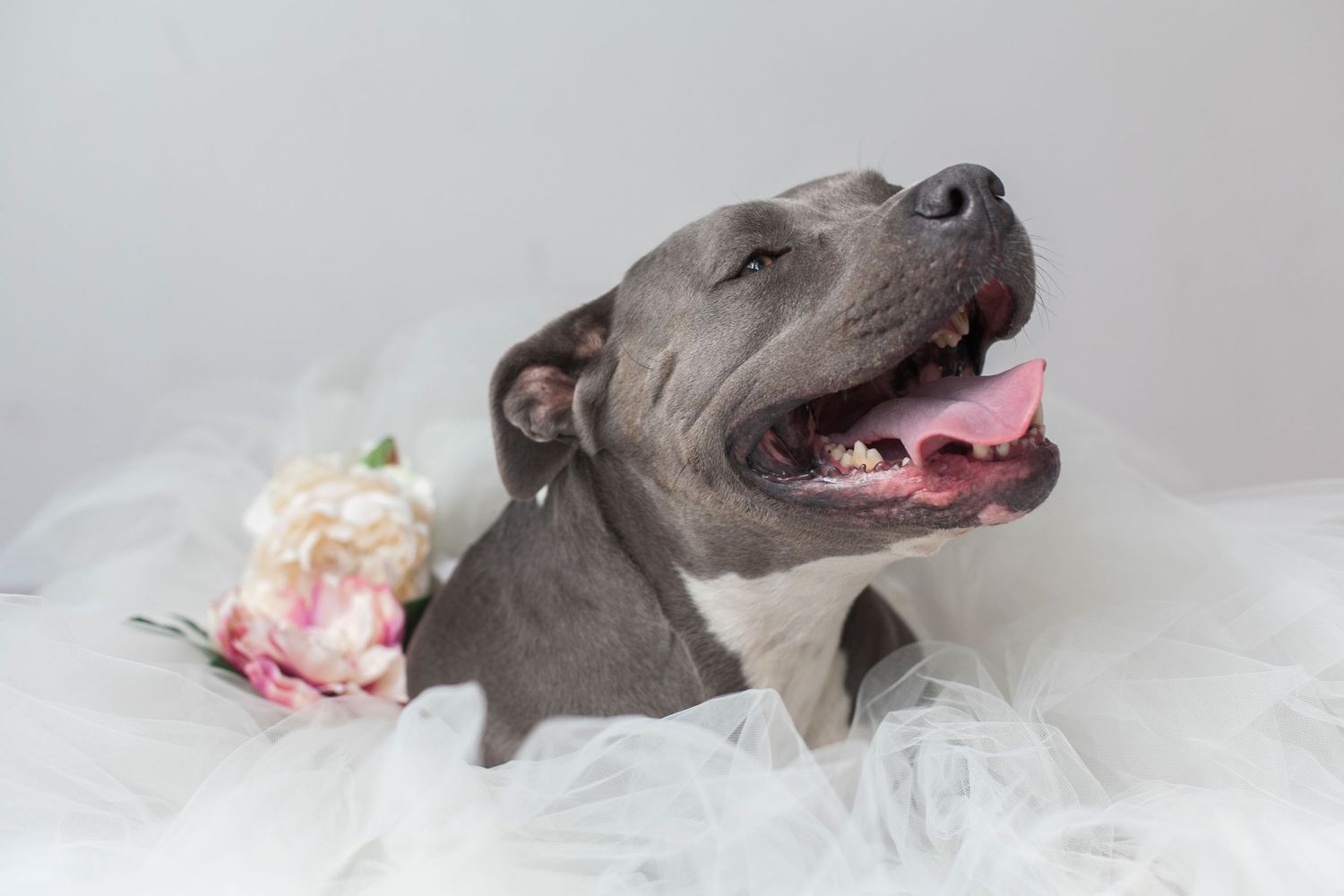 Gray dog posing expressively with white fabric in professional studio setting.