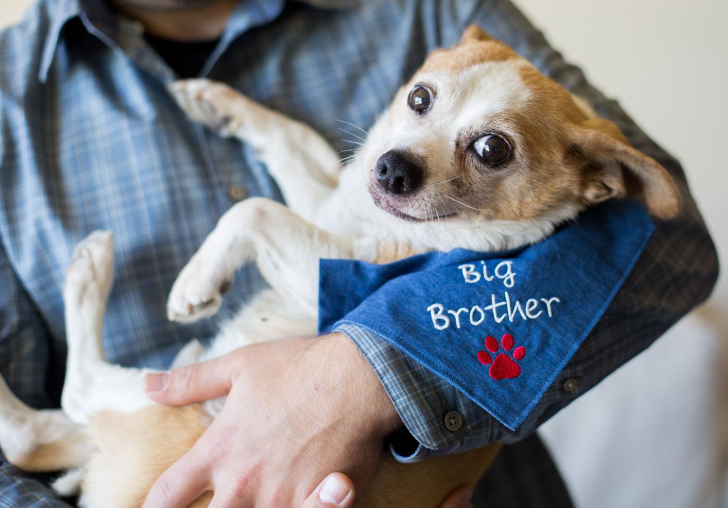 Small dog wearing a blue 'Big Brother' bandana rests on someone's lap.