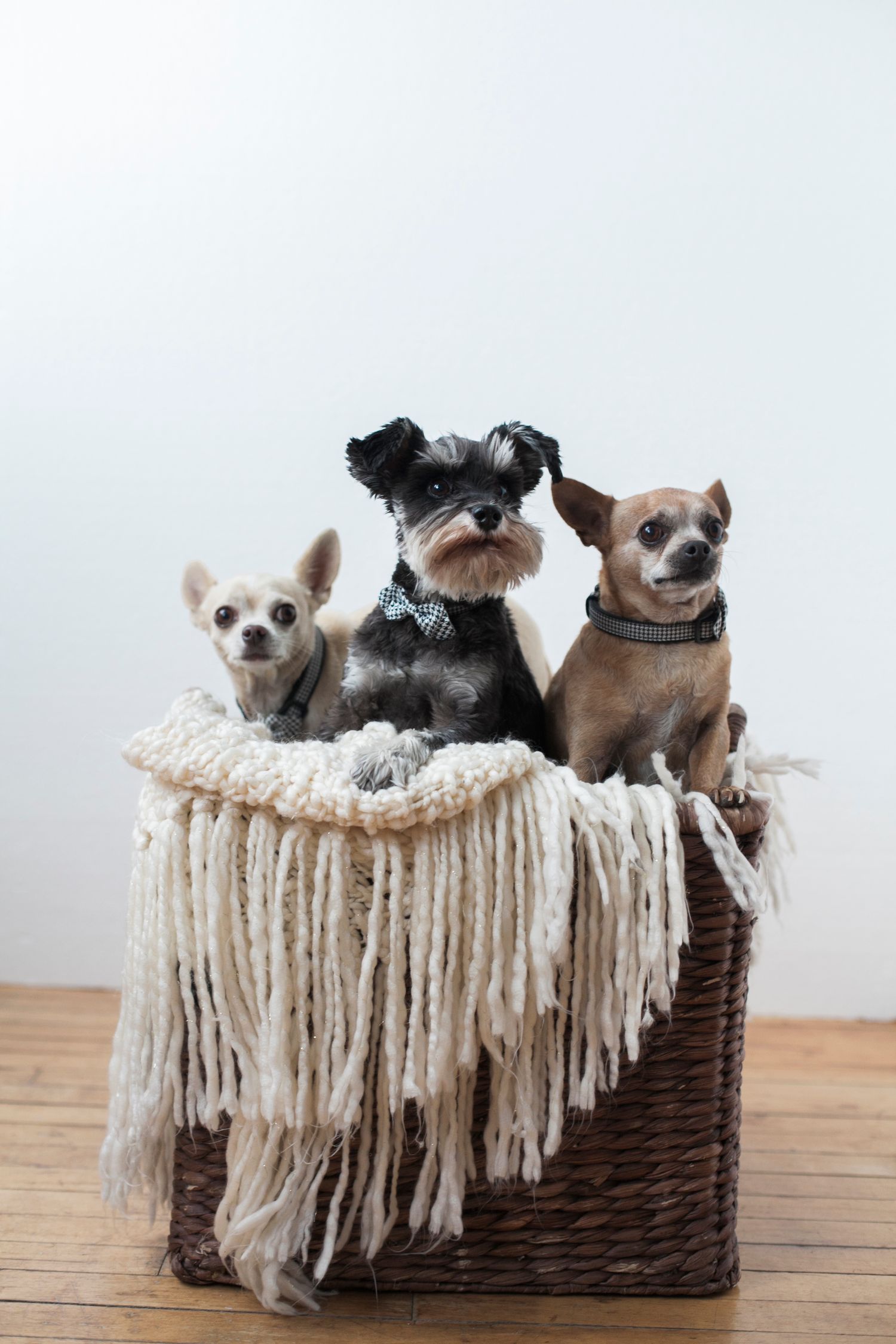 Multiple small dogs sitting together in a woven basket with fringe blanket.