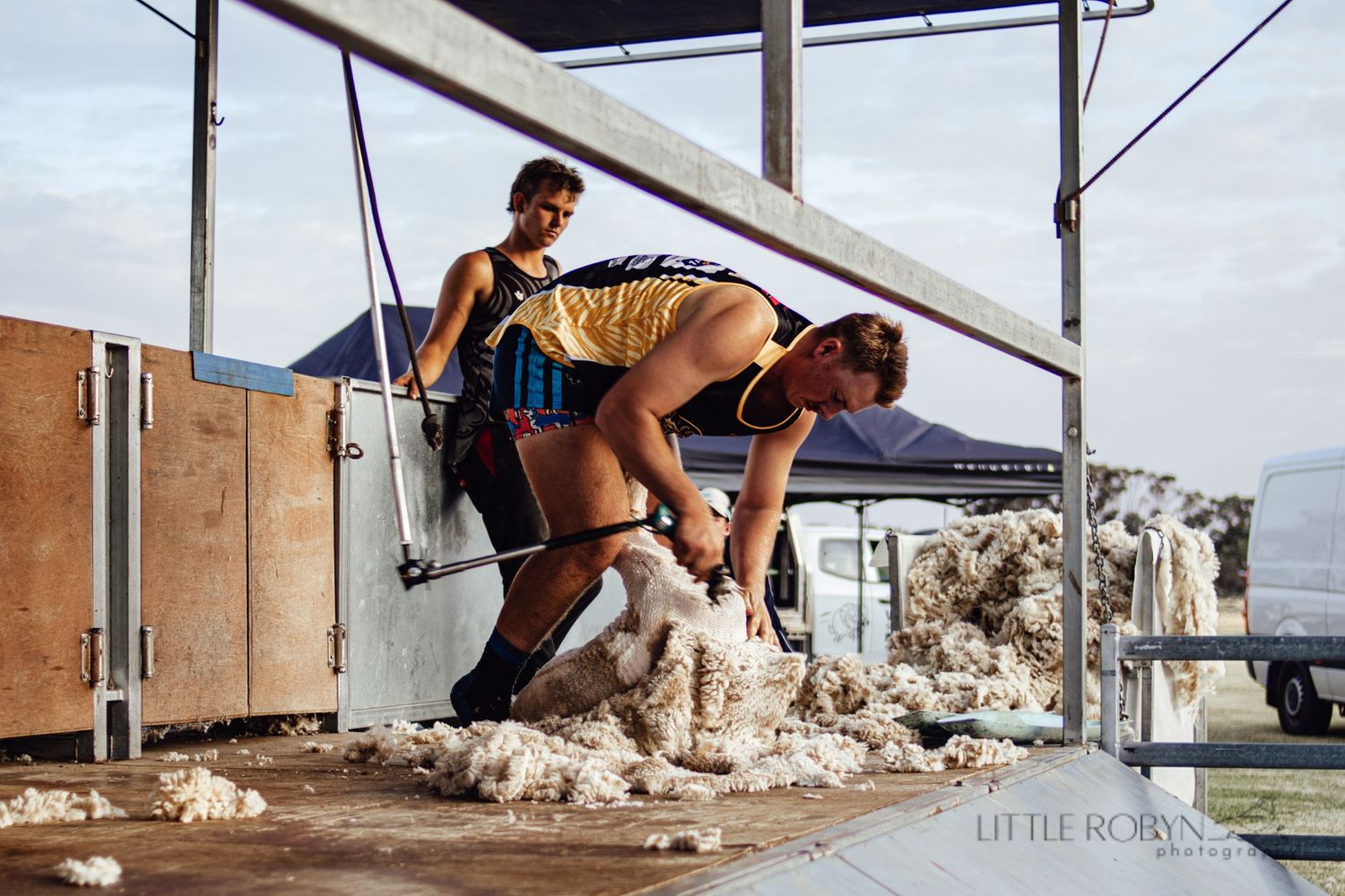 Macorna speed shear, sheep shearing