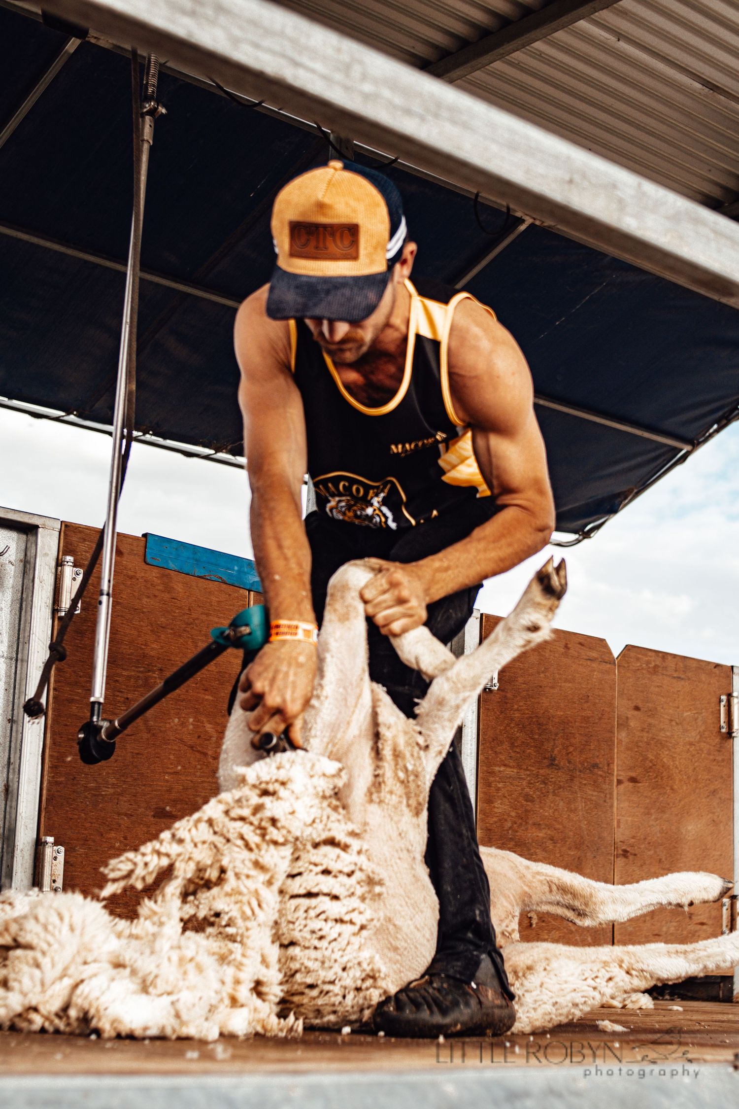 Macorna speed shear, sheep shearing