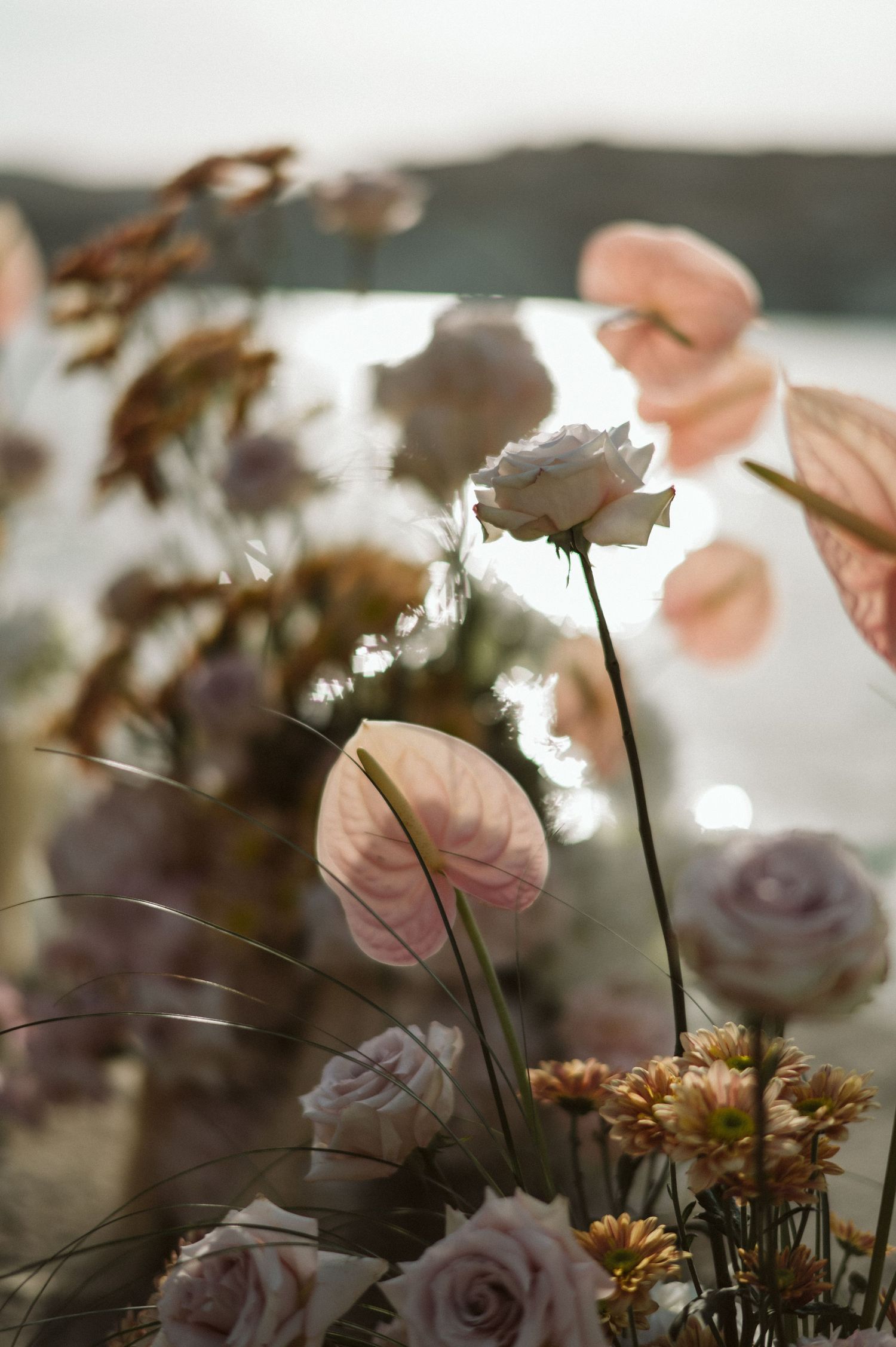 Beautiful roses and delicate pink leaves backlit by soft sunlight create a dreamy garden scene.